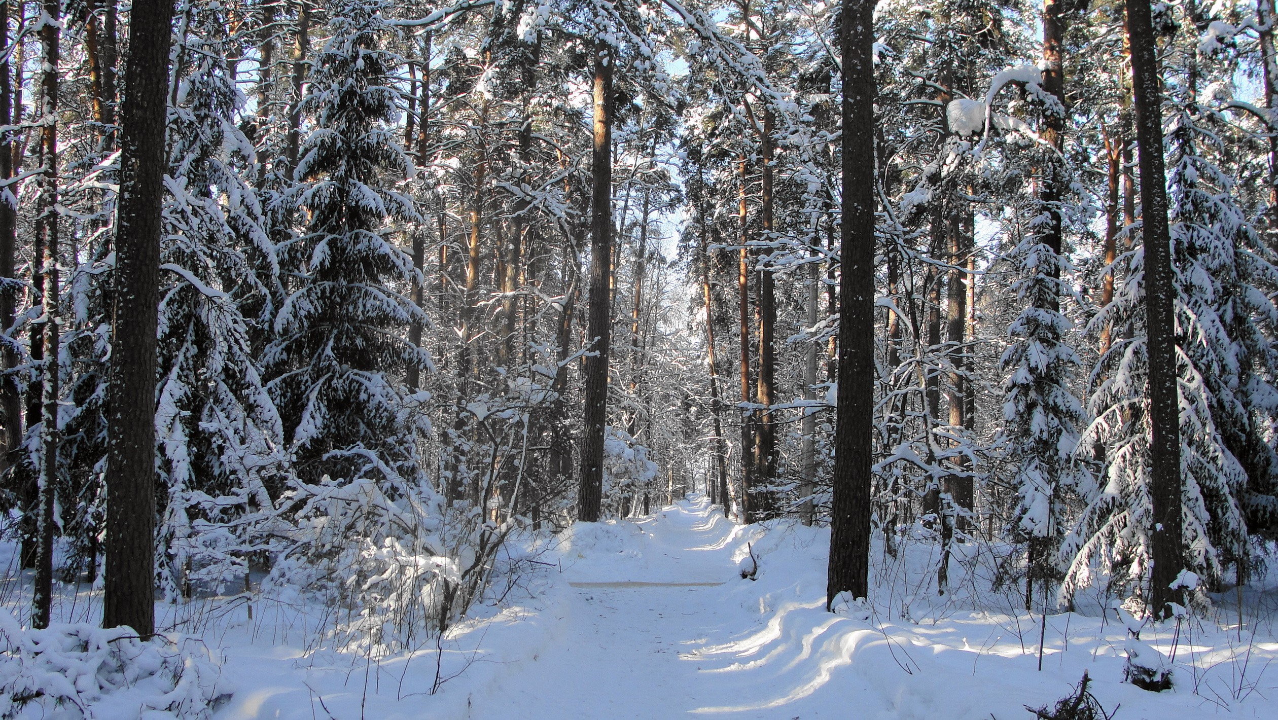 Snowy forest path in winter HD Wallpaper