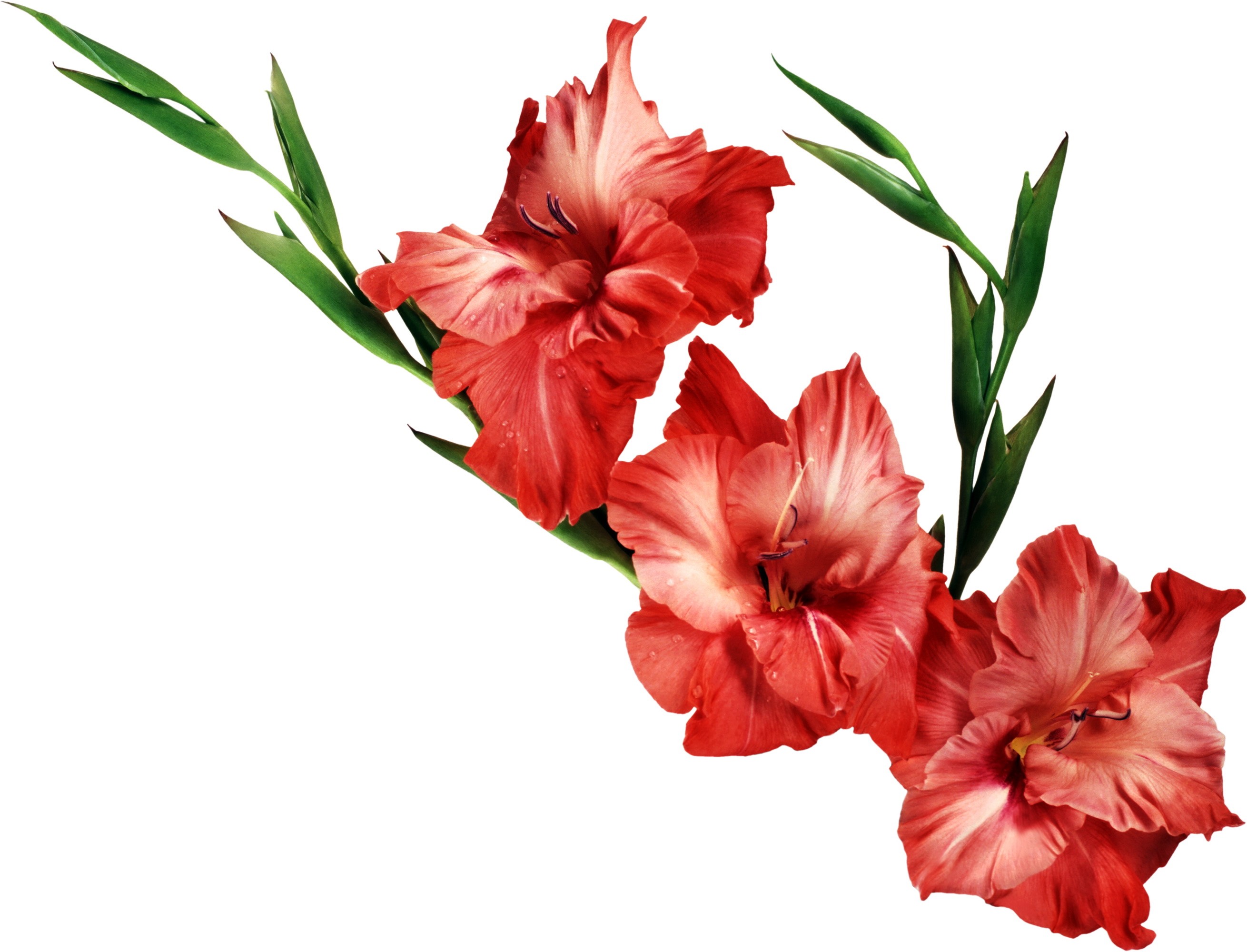 Red Gladiolus Flowers on White Background HD Wallpaper