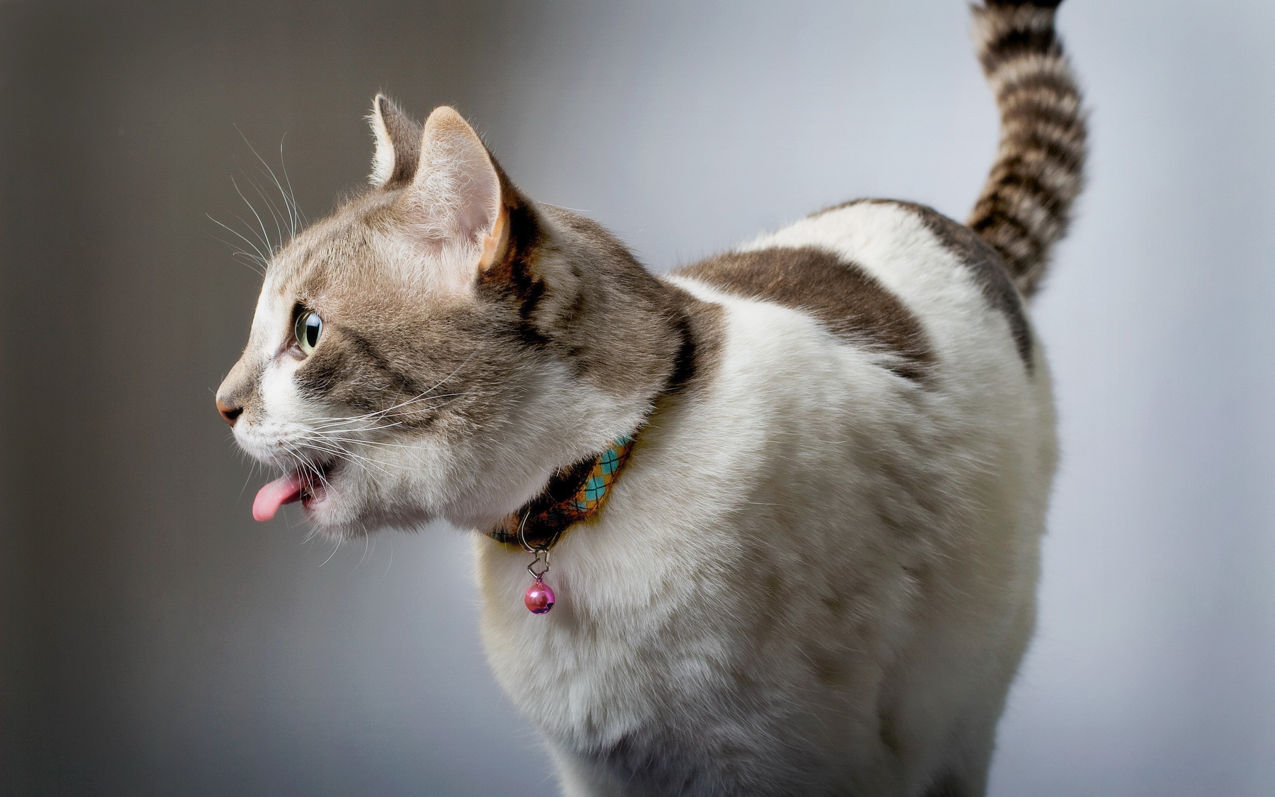 A cat with its tongue sticking out HD Wallpaper