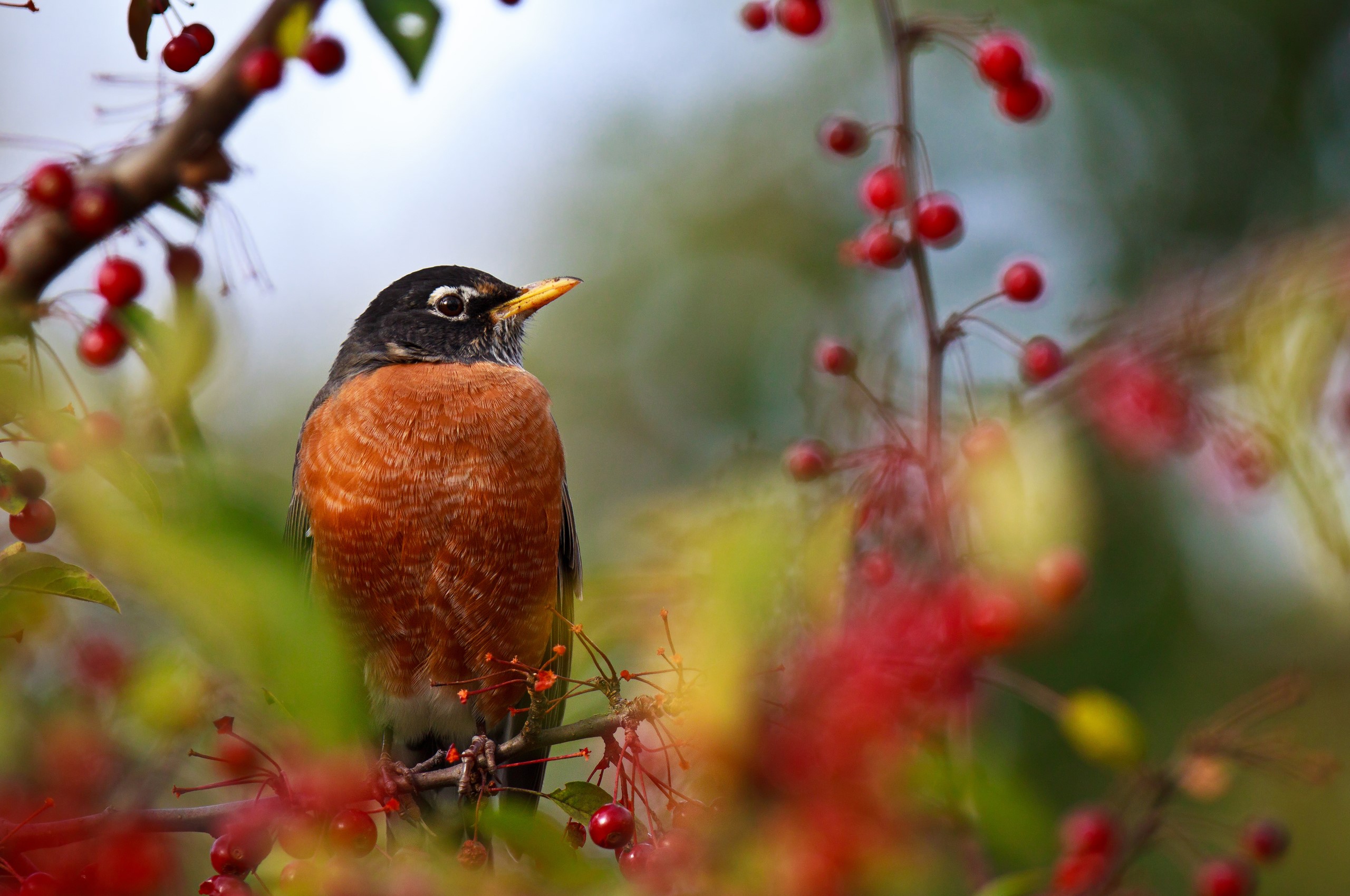 American Robin perched on a branch with red berries HD Wallpaper