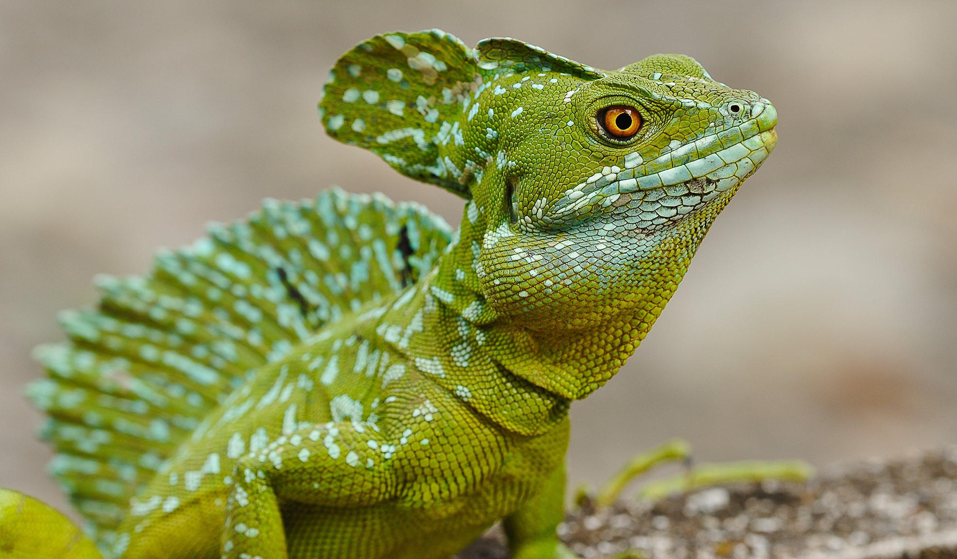 Green basilisk lizard with crest and spots HD Wallpaper