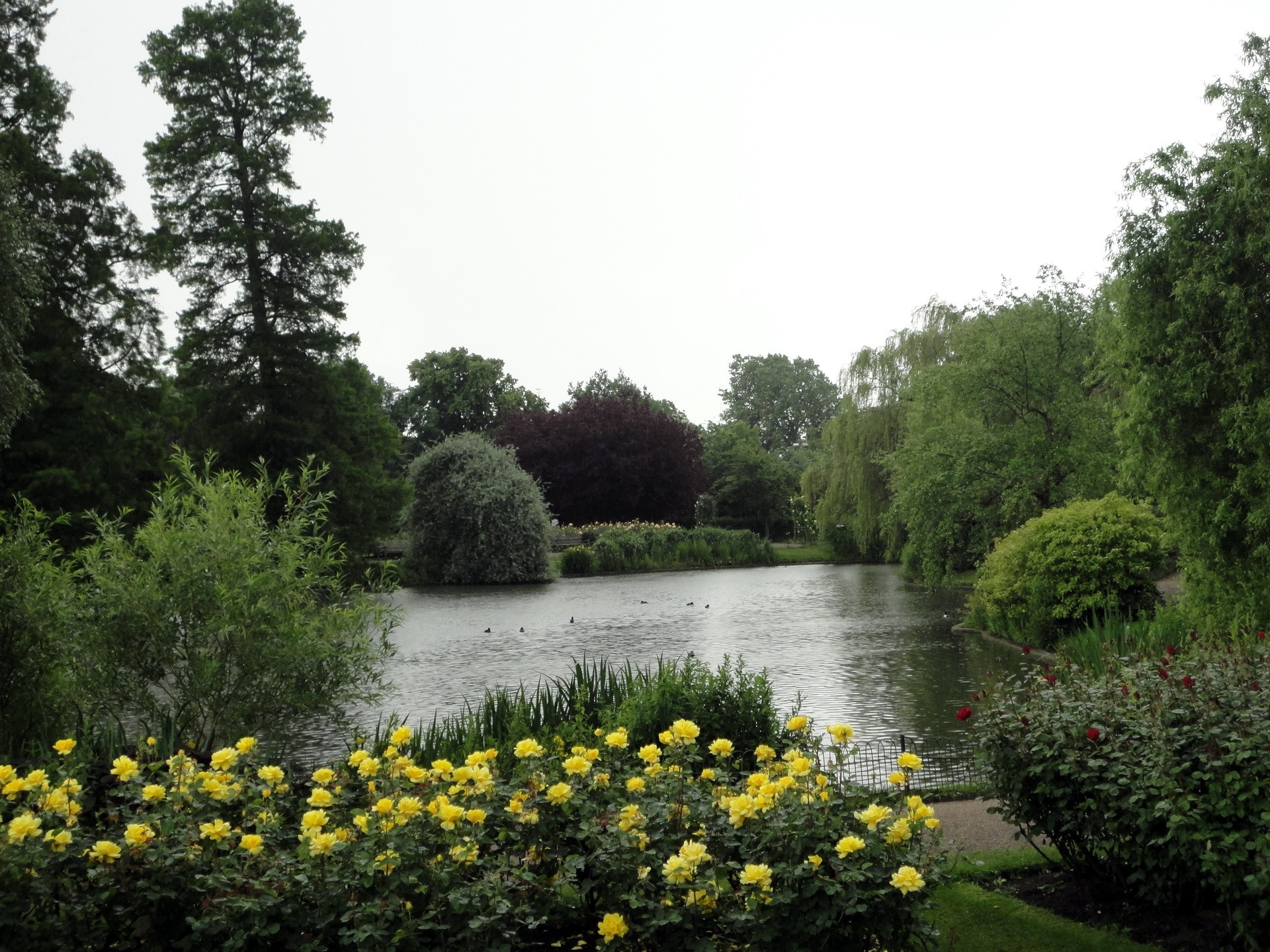Park with a pond and yellow roses HD Wallpaper