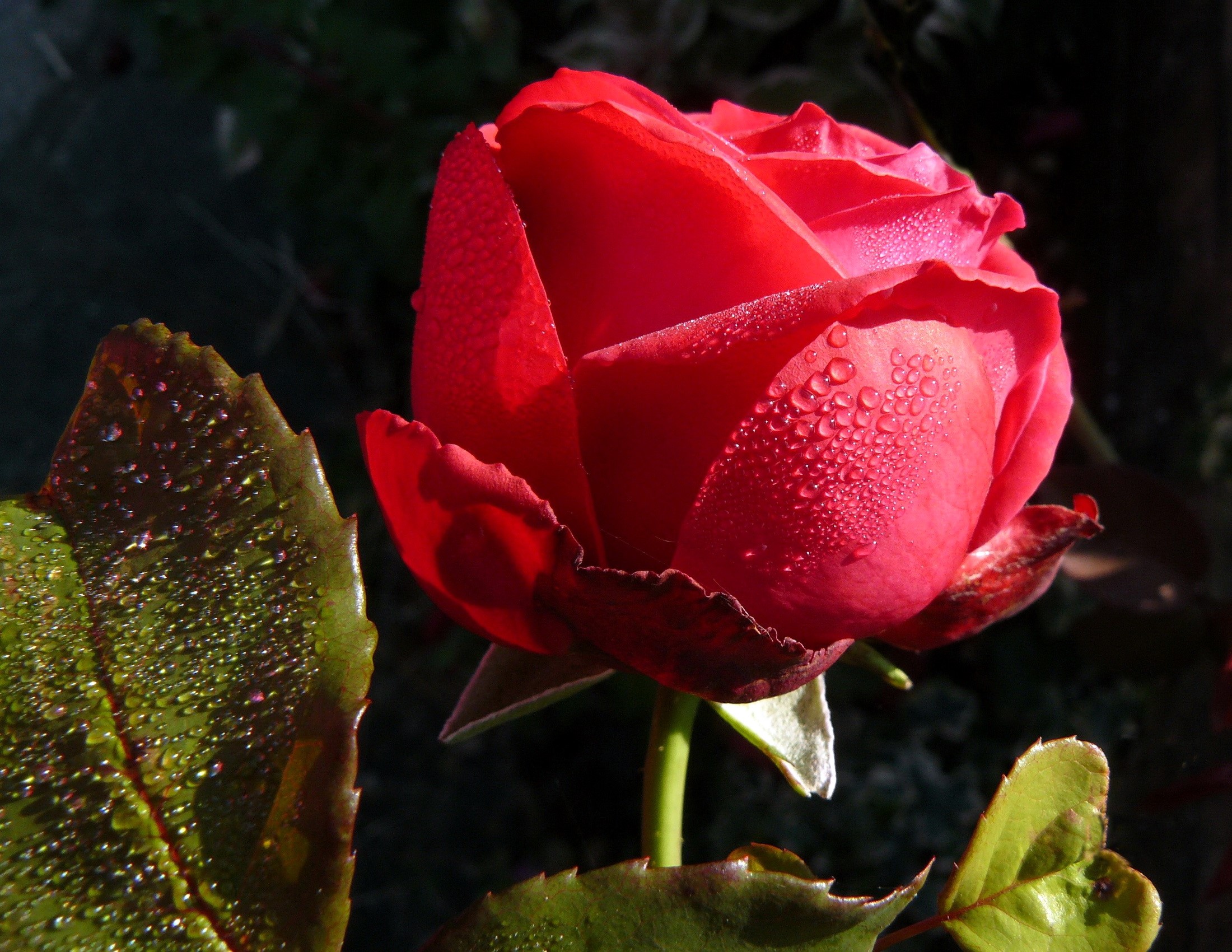 Red rose with dew drops and green leaves HD Wallpaper
