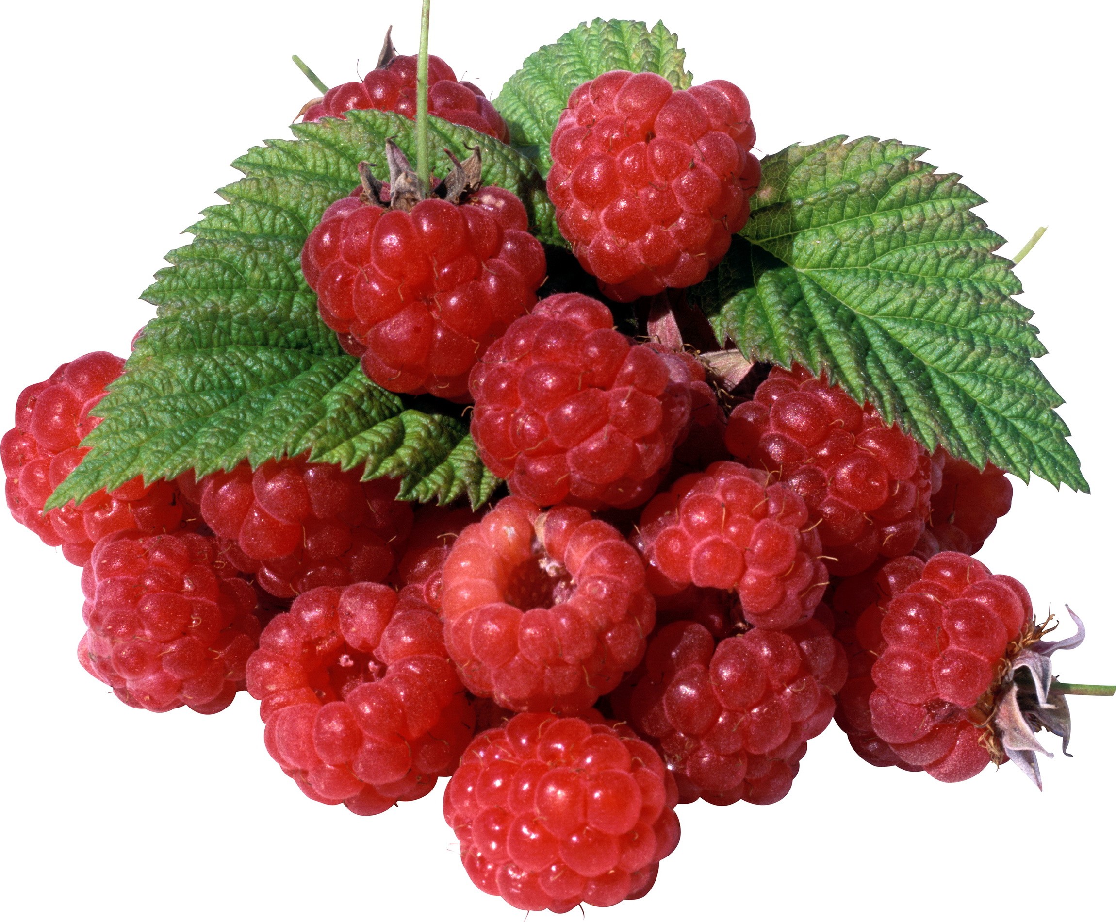 Pile of fresh raspberries with green leaves HD Wallpaper