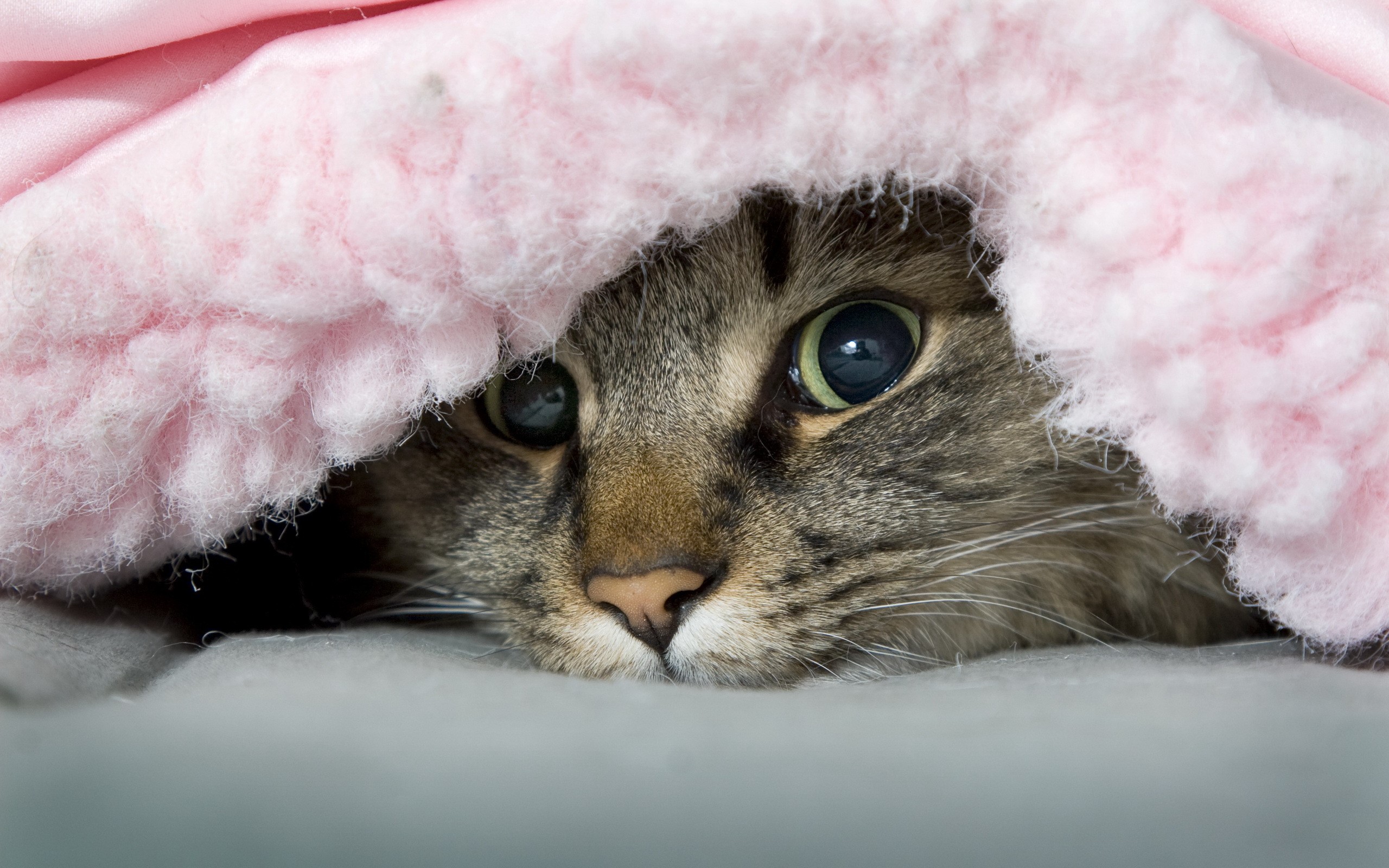 A cat peeking from under a pink blanket HD Wallpaper