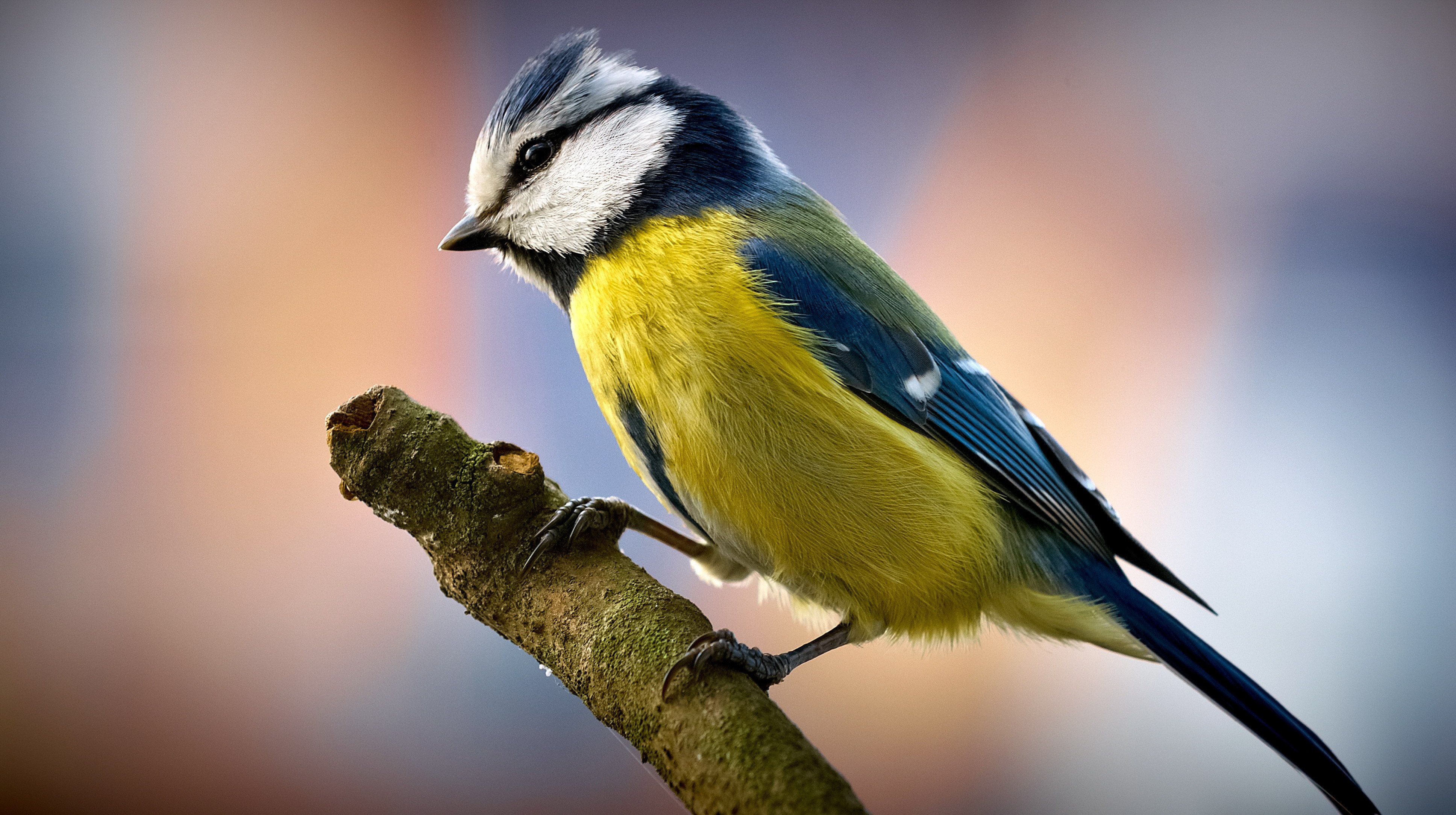 Blue Tit Bird on a Branch HD Wallpaper