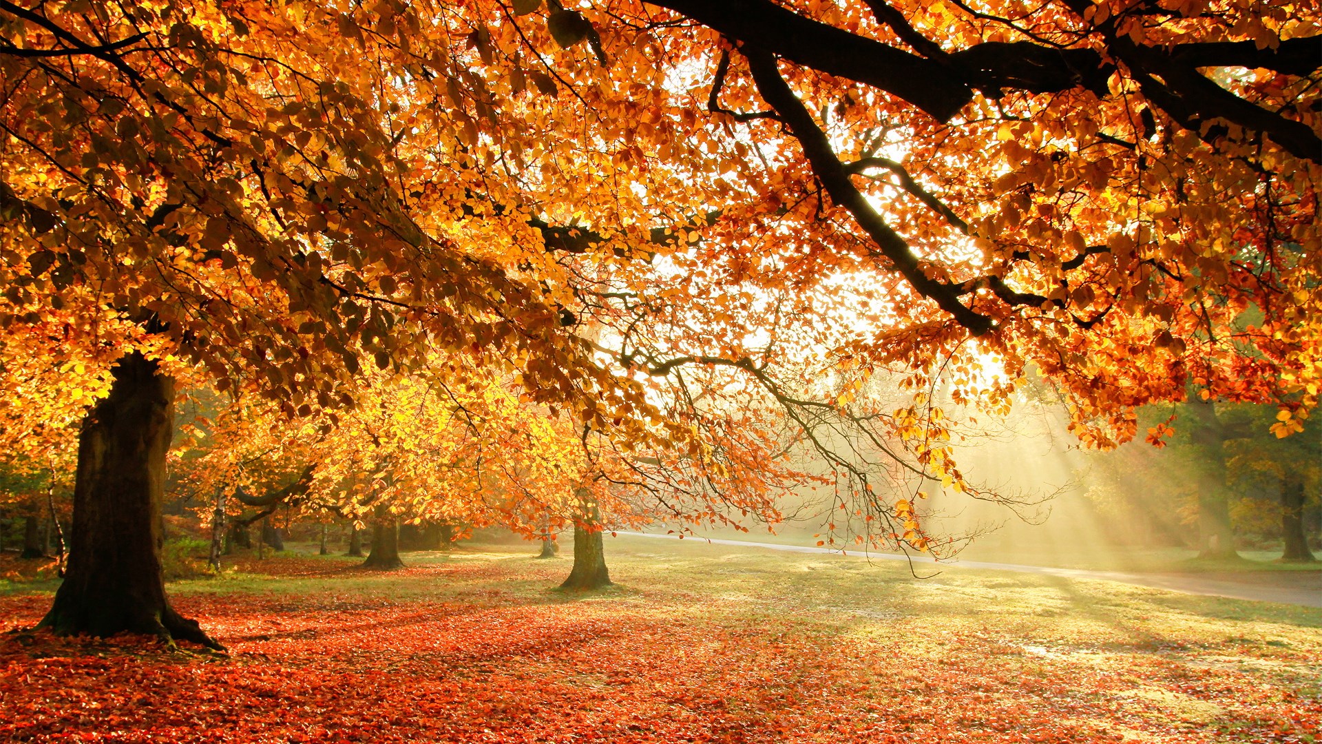 Autumn park with sunbeams through trees and fallen leaves HD Wallpaper