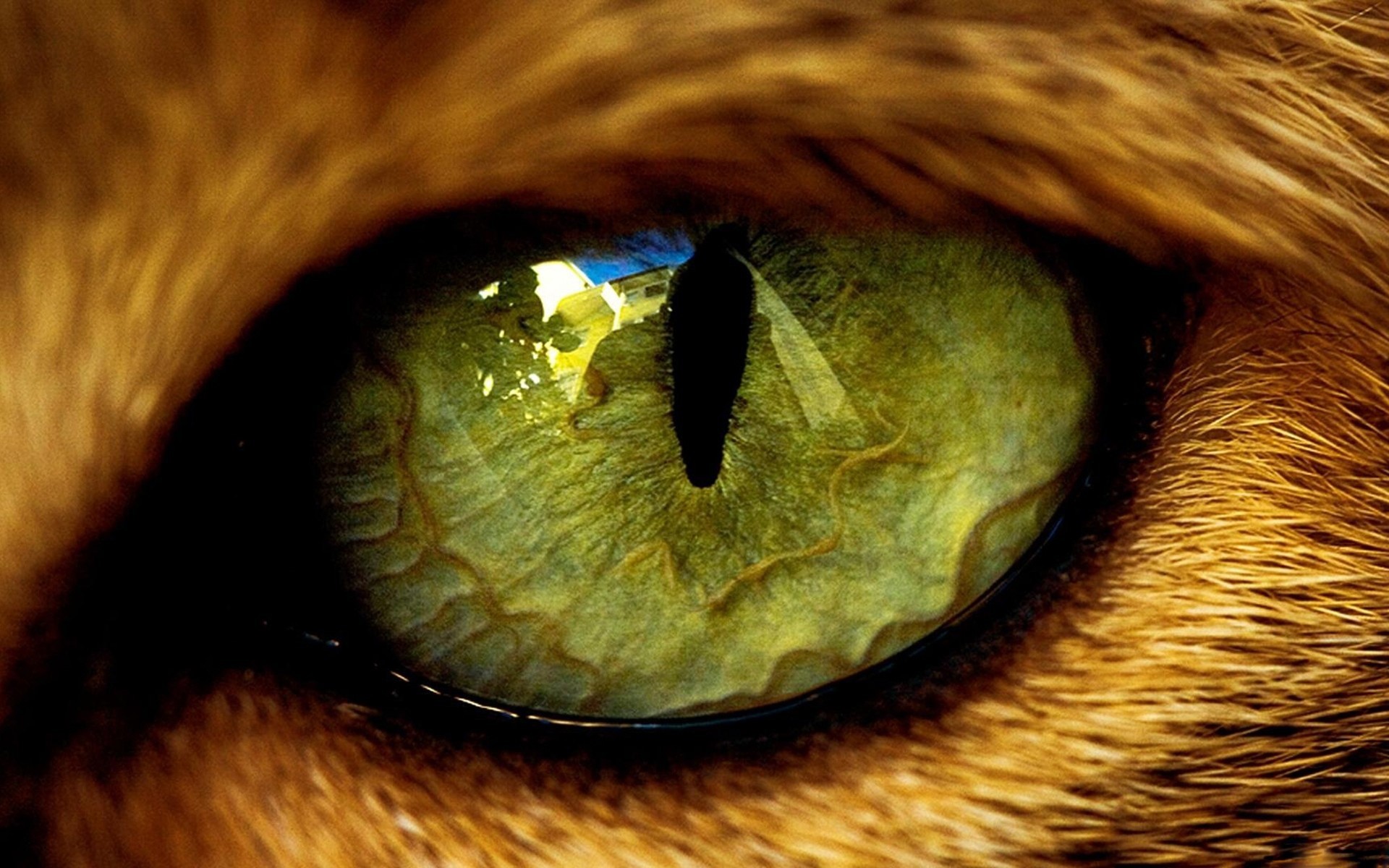 Close-up of a cat's green eye HD Wallpaper