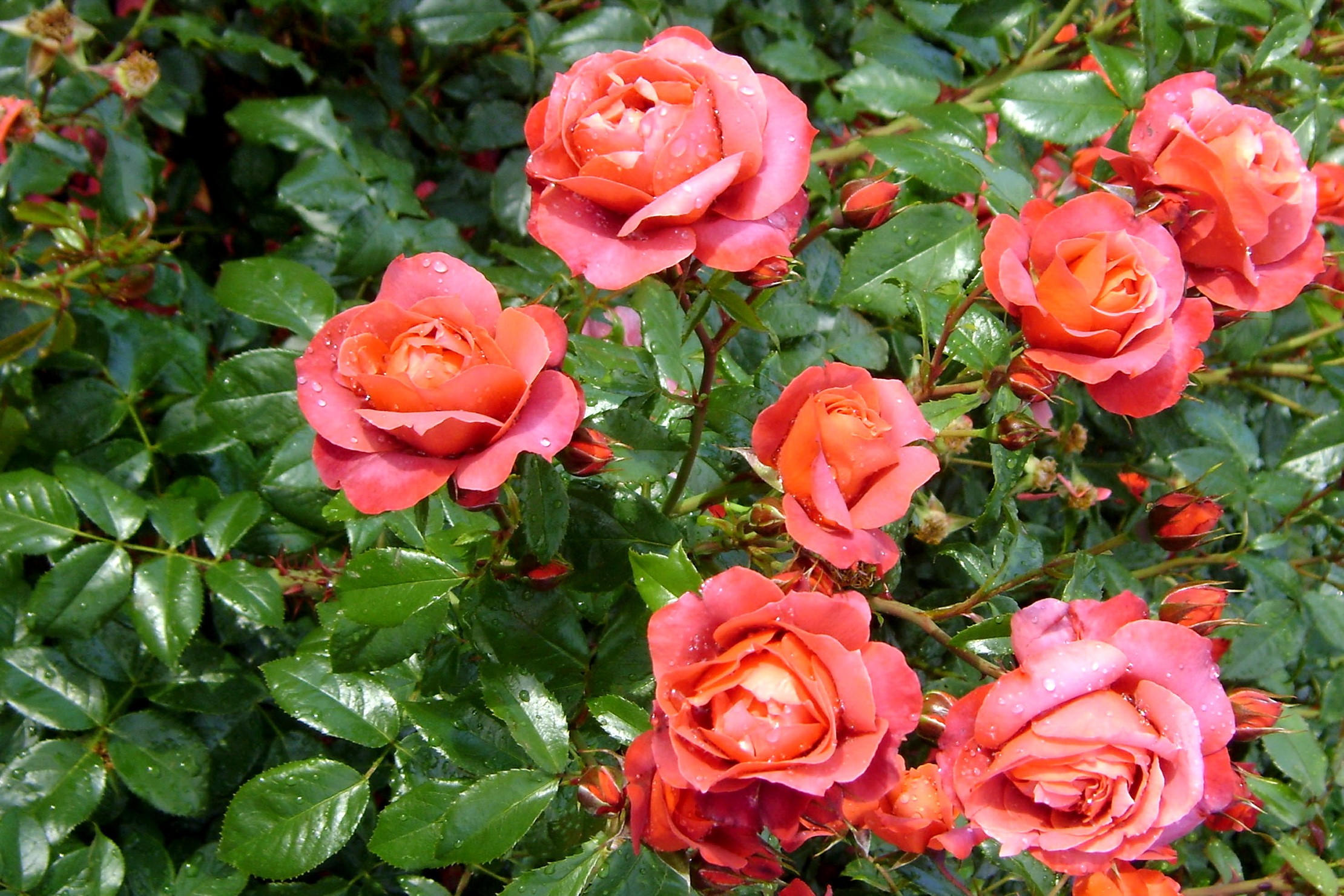 Orange and pink roses with green leaves HD Wallpaper