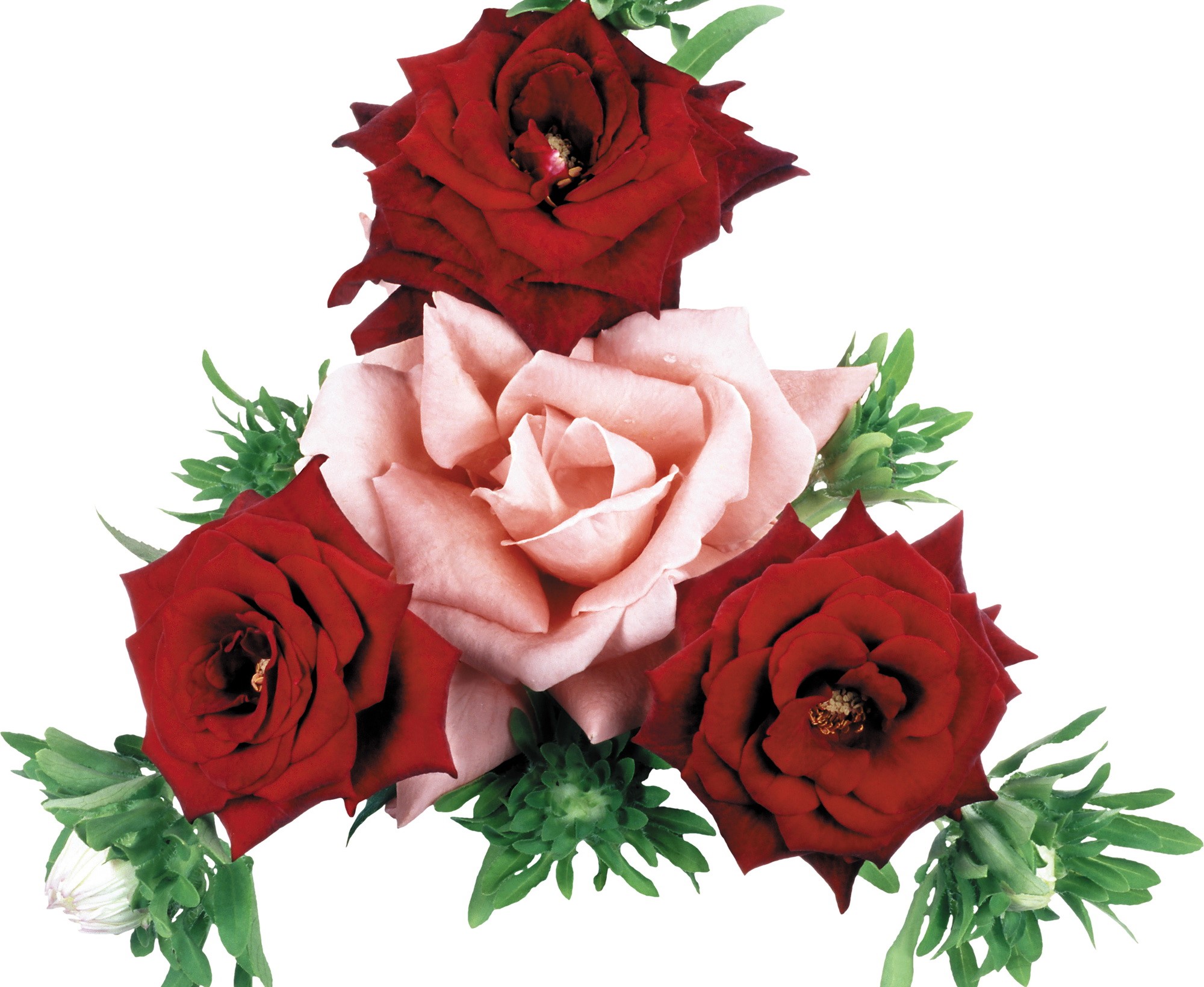 Roses HD Wallpaper