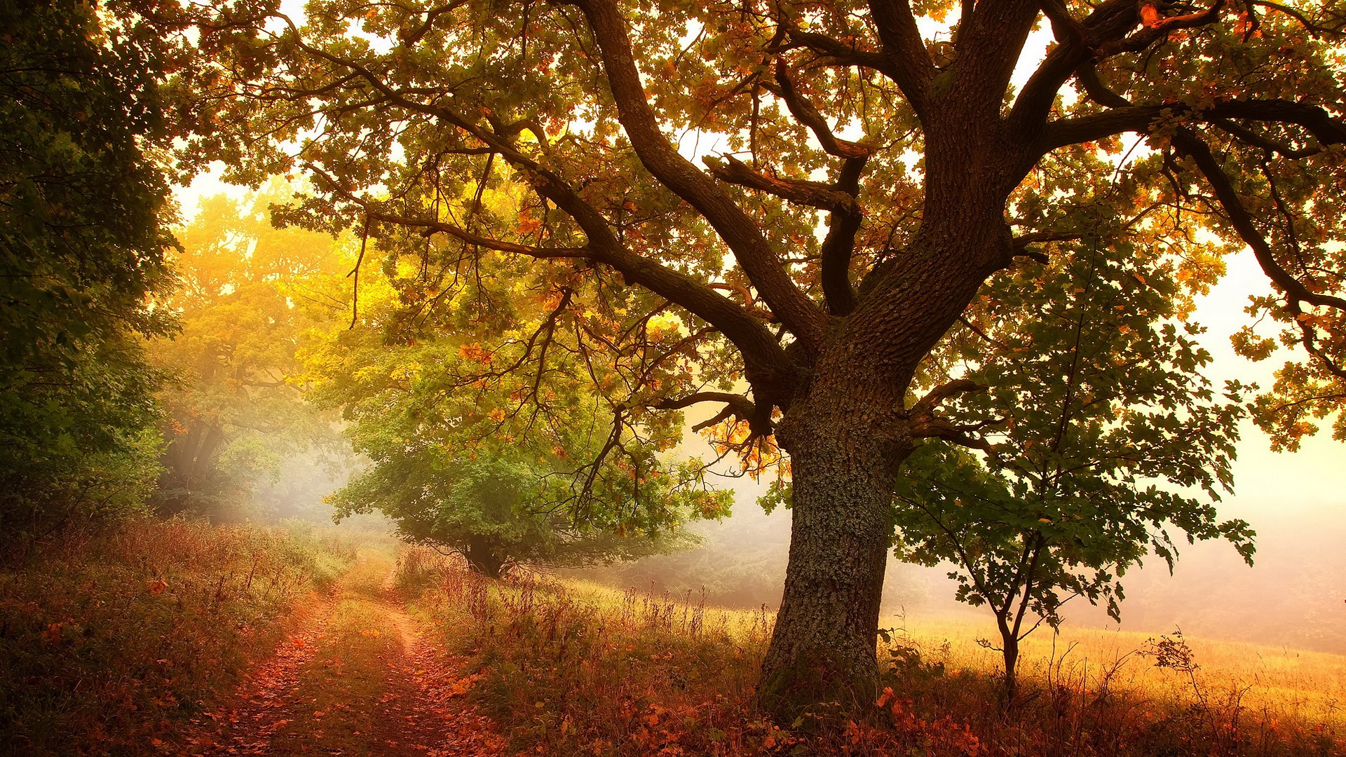Autumn forest path with large oak tree HD Wallpaper