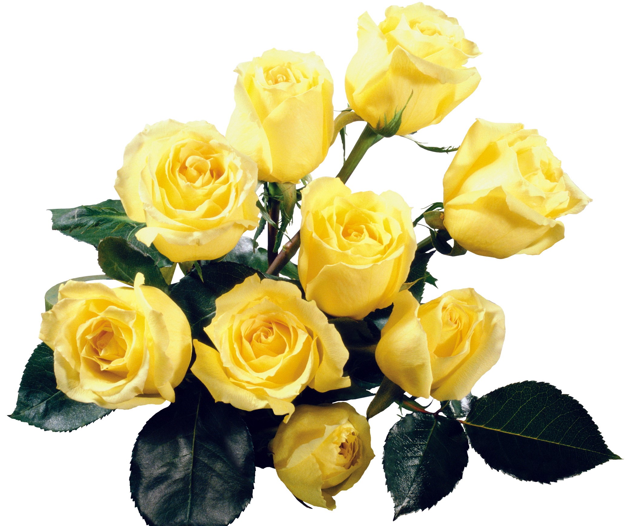 A bouquet of yellow roses HD Wallpaper