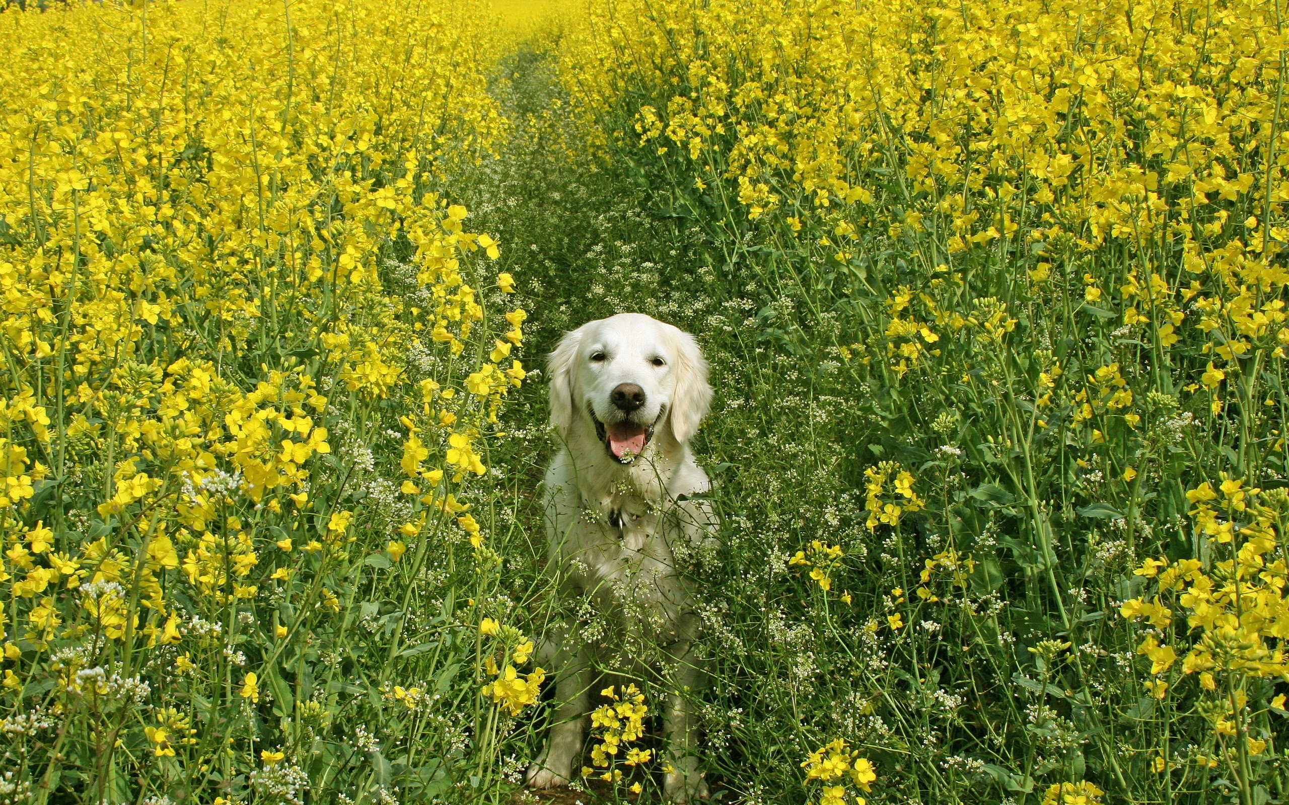 Golden Retriever dog in a field of yellow flowers HD Wallpaper