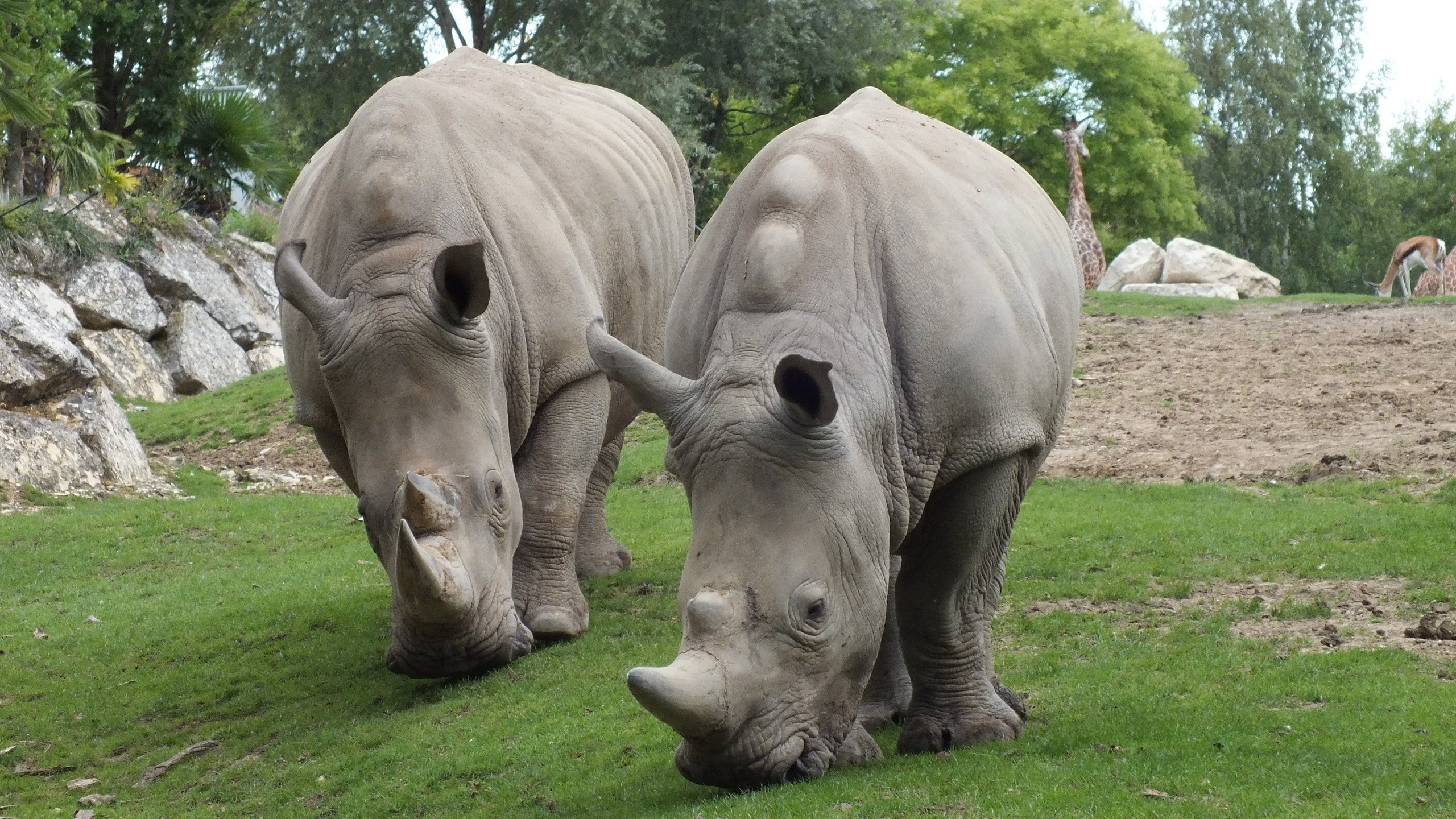 Two white rhinoceroses grazing on grass HD Wallpaper