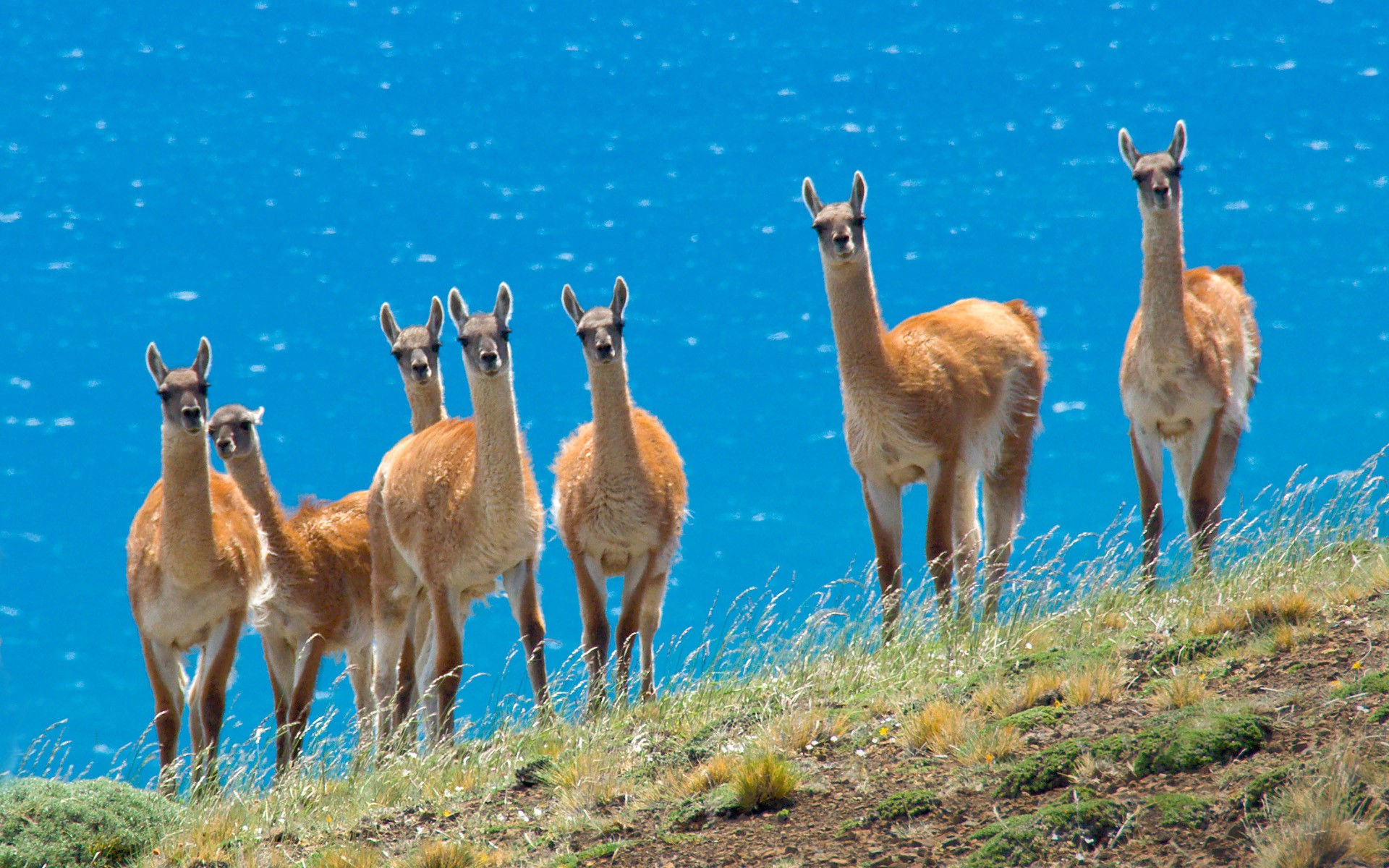 Guanacos standing on a grassy hill overlooking the ocean HD Wallpaper