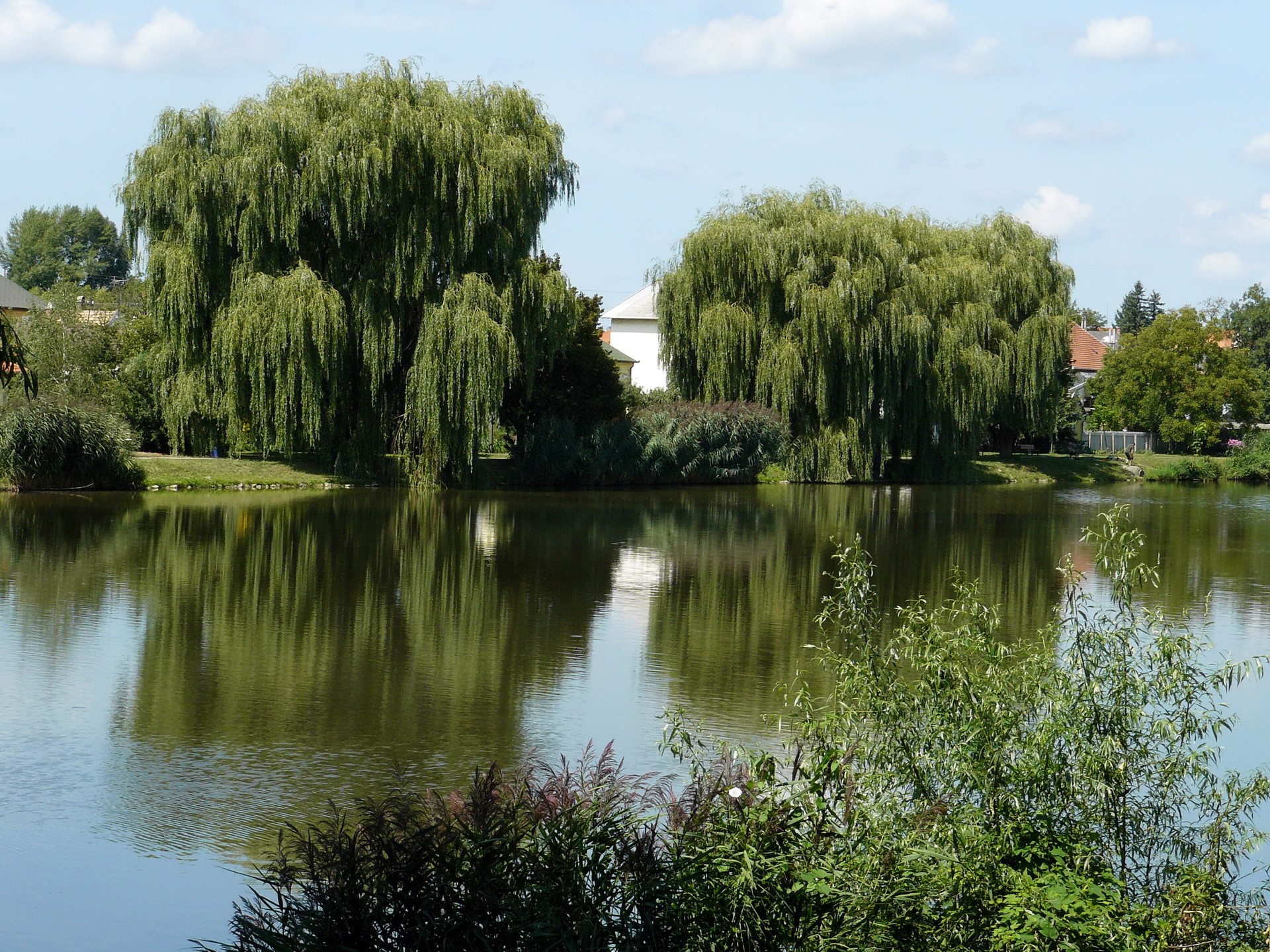 Weeping willows reflected in a calm lake HD Wallpaper