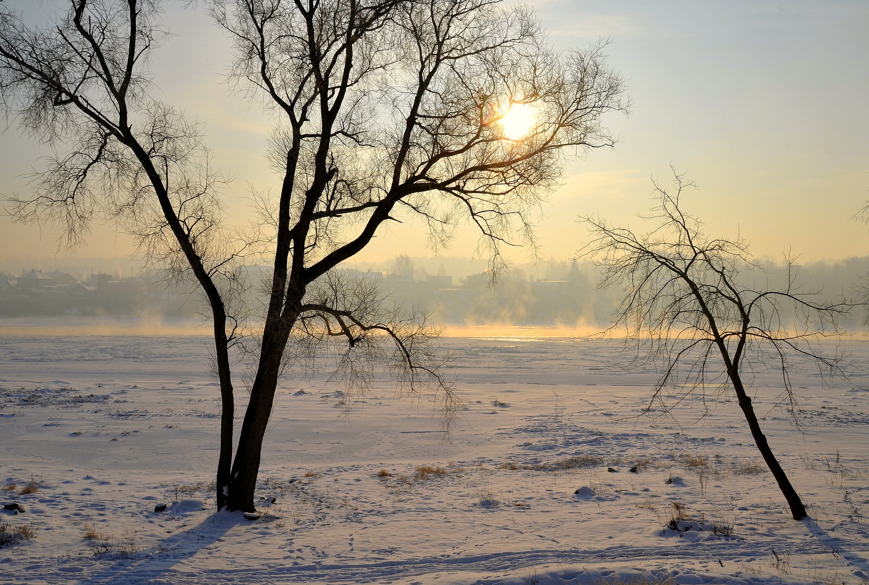 Winter scene with bare trees and snow HD Wallpaper