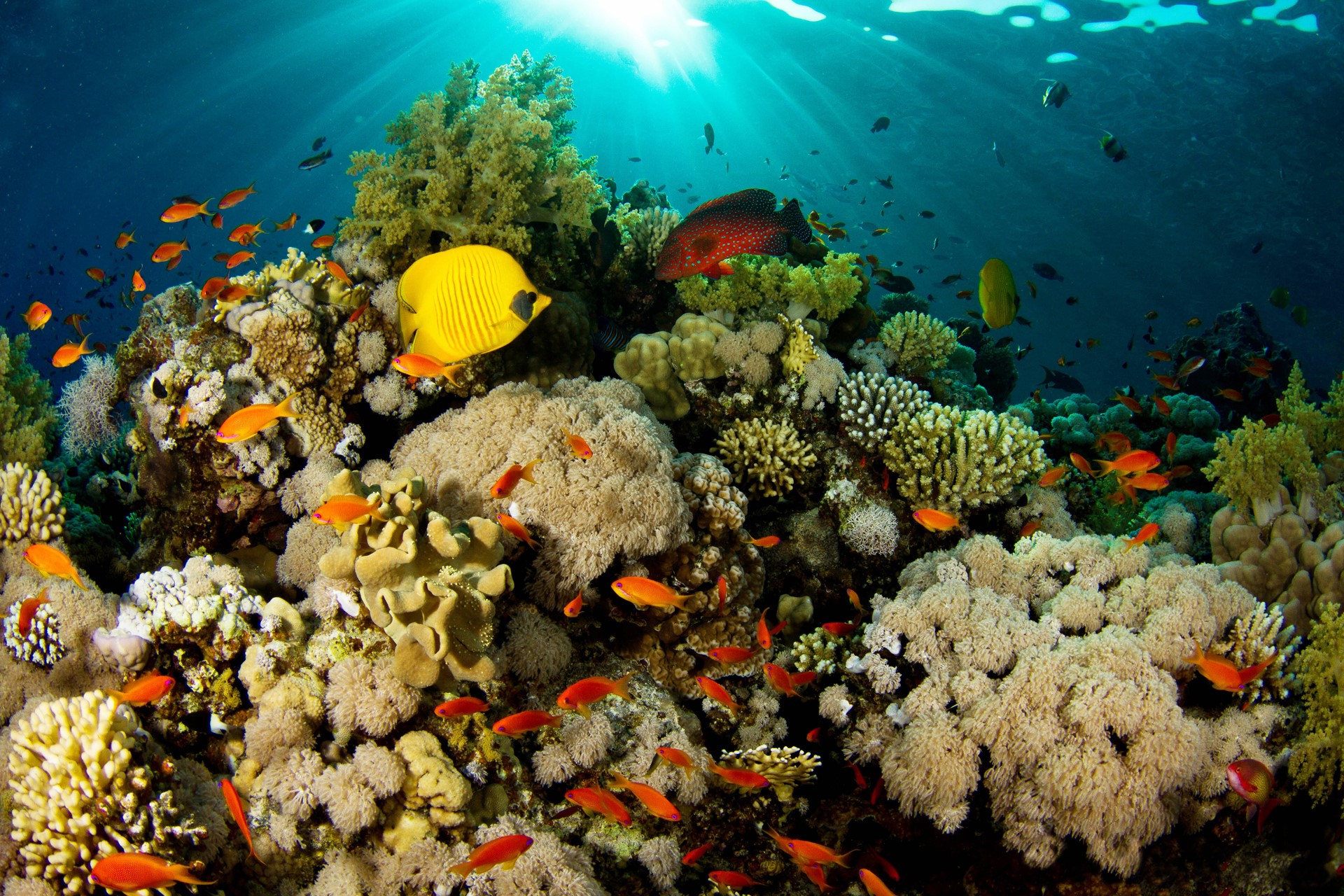 Underwater coral reef with various fish HD Wallpaper