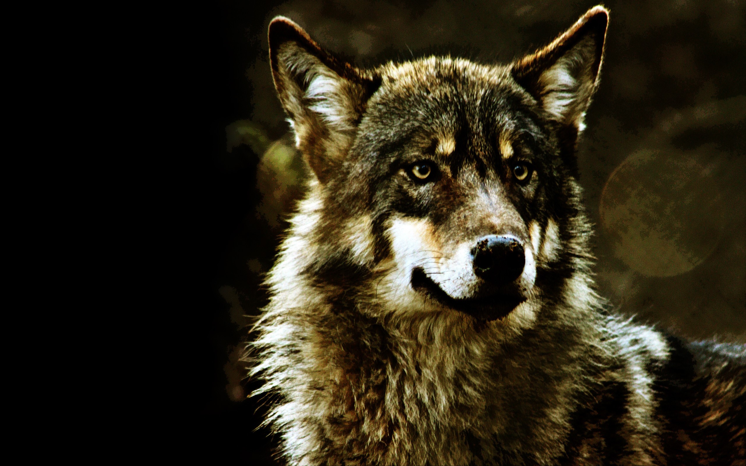 Close-up of a wolf's face HD Wallpaper