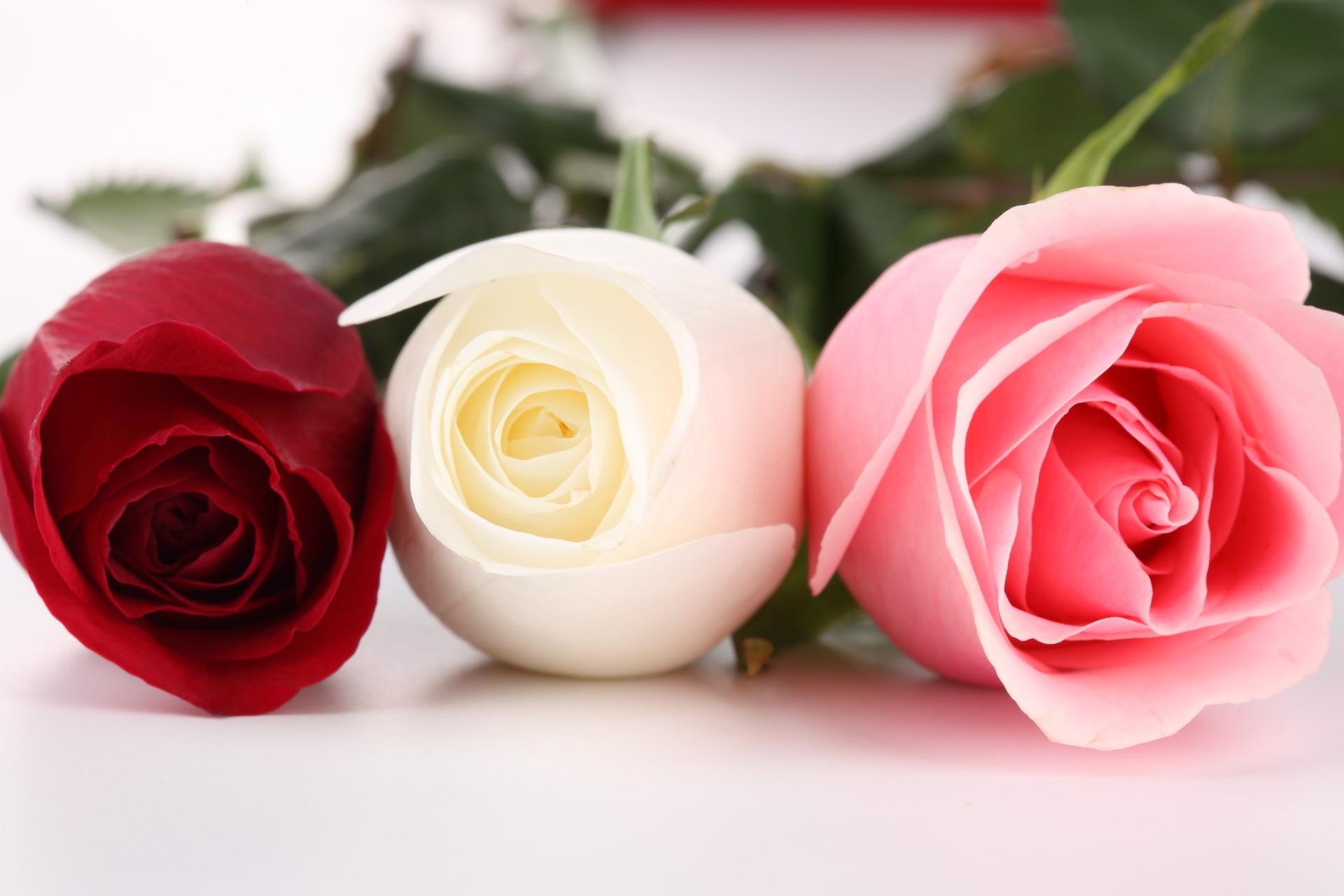 Three roses: red, white, and pink HD Wallpaper