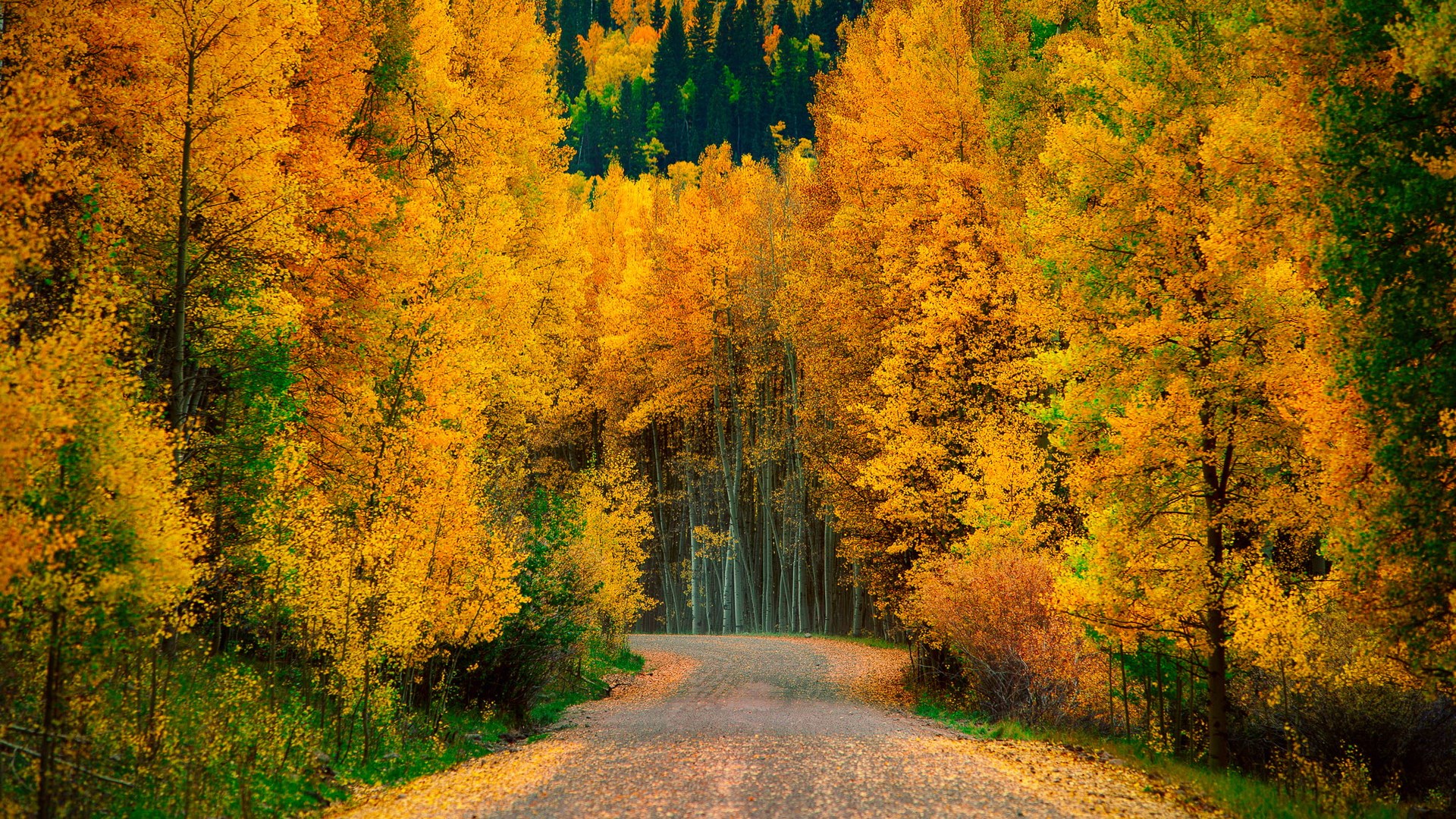 Autumn forest road with yellow trees HD Wallpaper