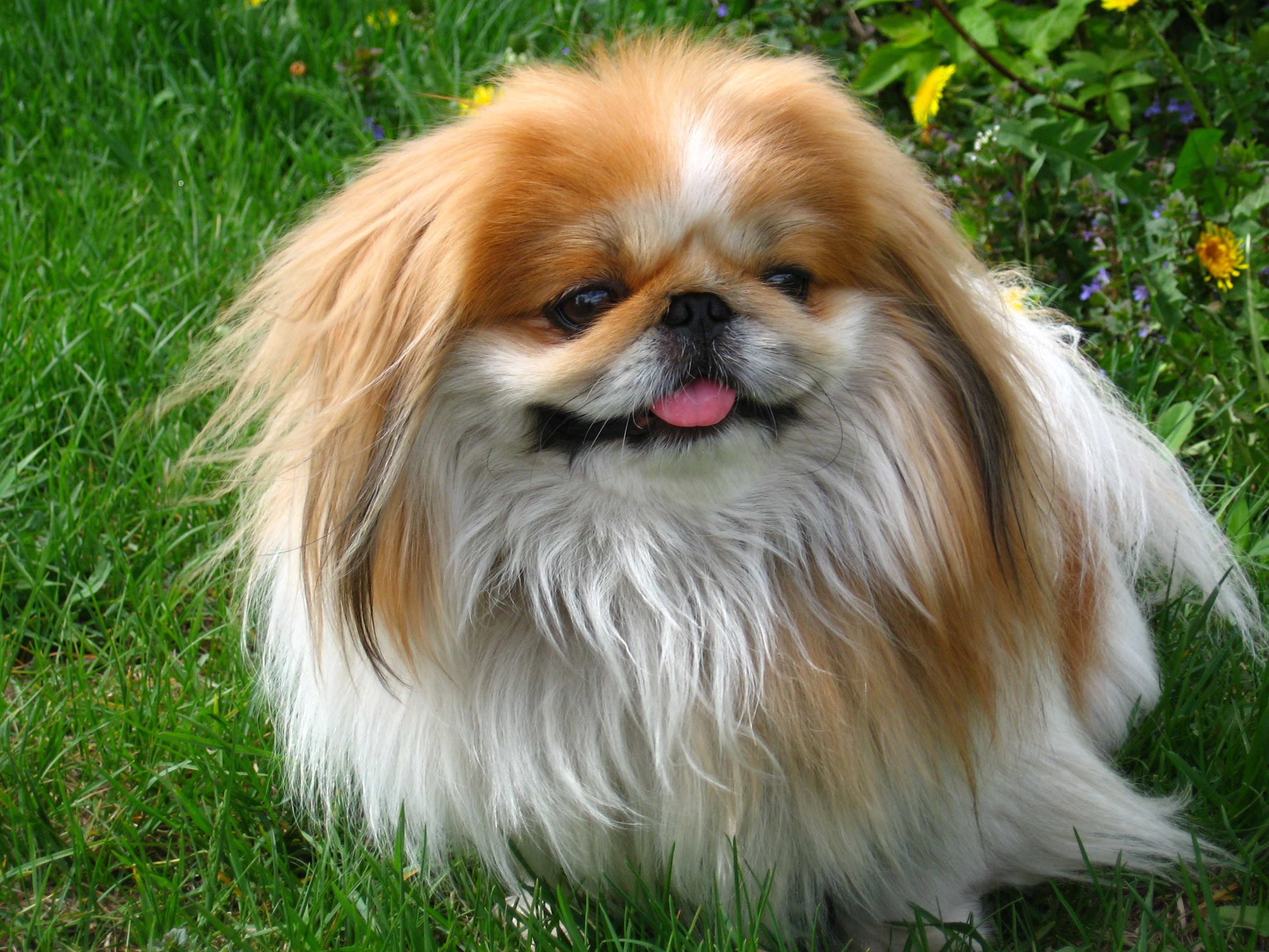 Pekingese dog sitting in grass HD Wallpaper