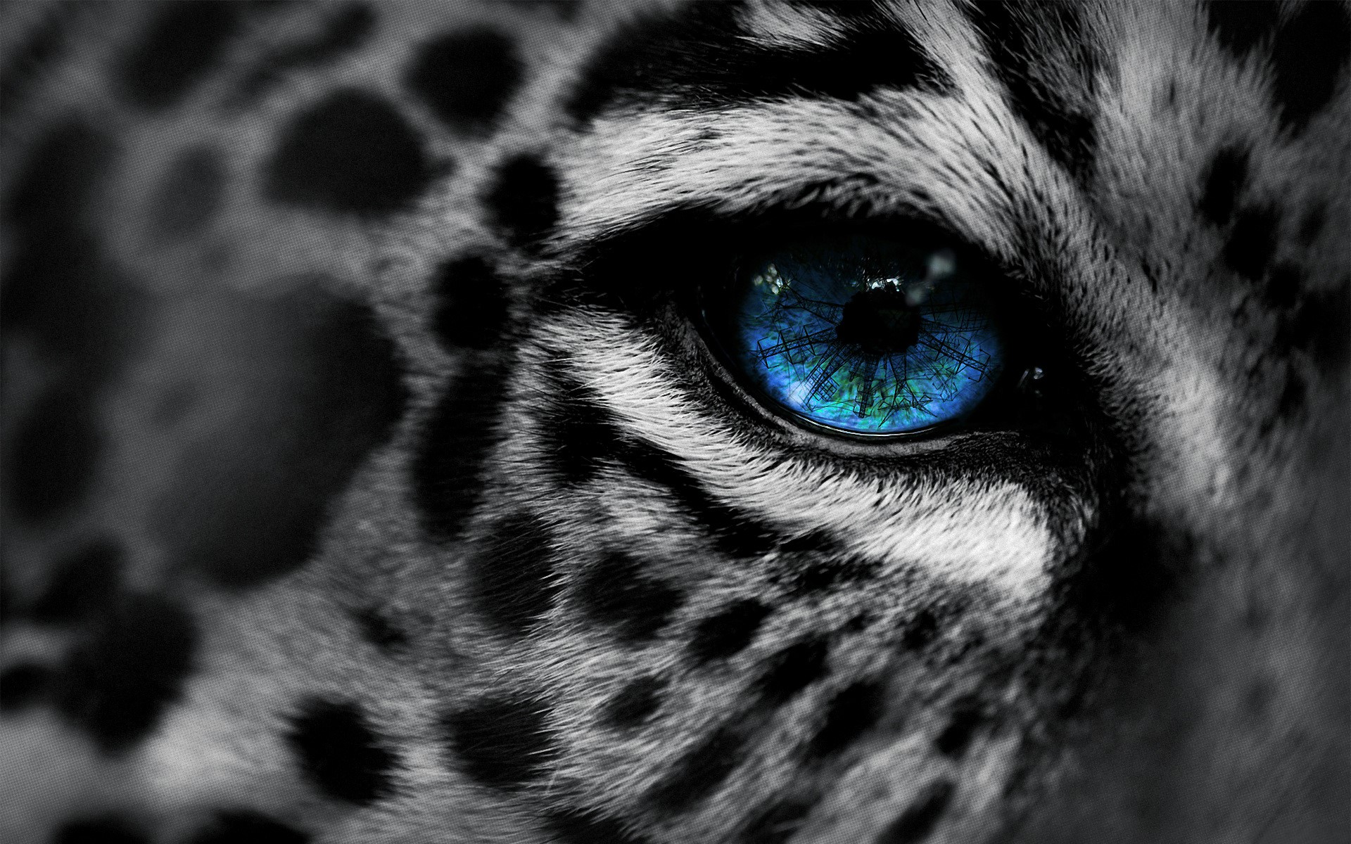 Close-up of a leopard's blue eye HD Wallpaper