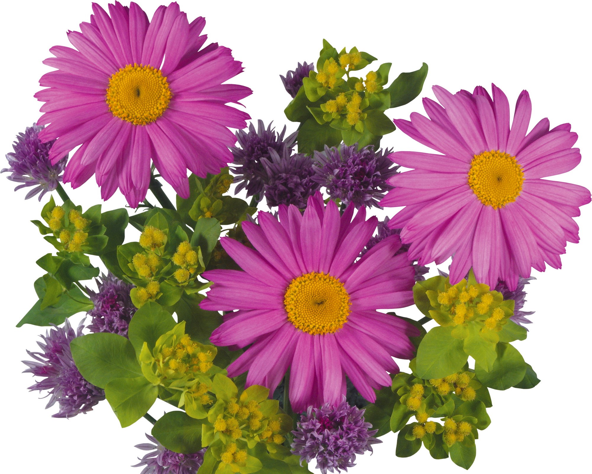 Pink daisies with yellow centers and purple flowers HD Wallpaper