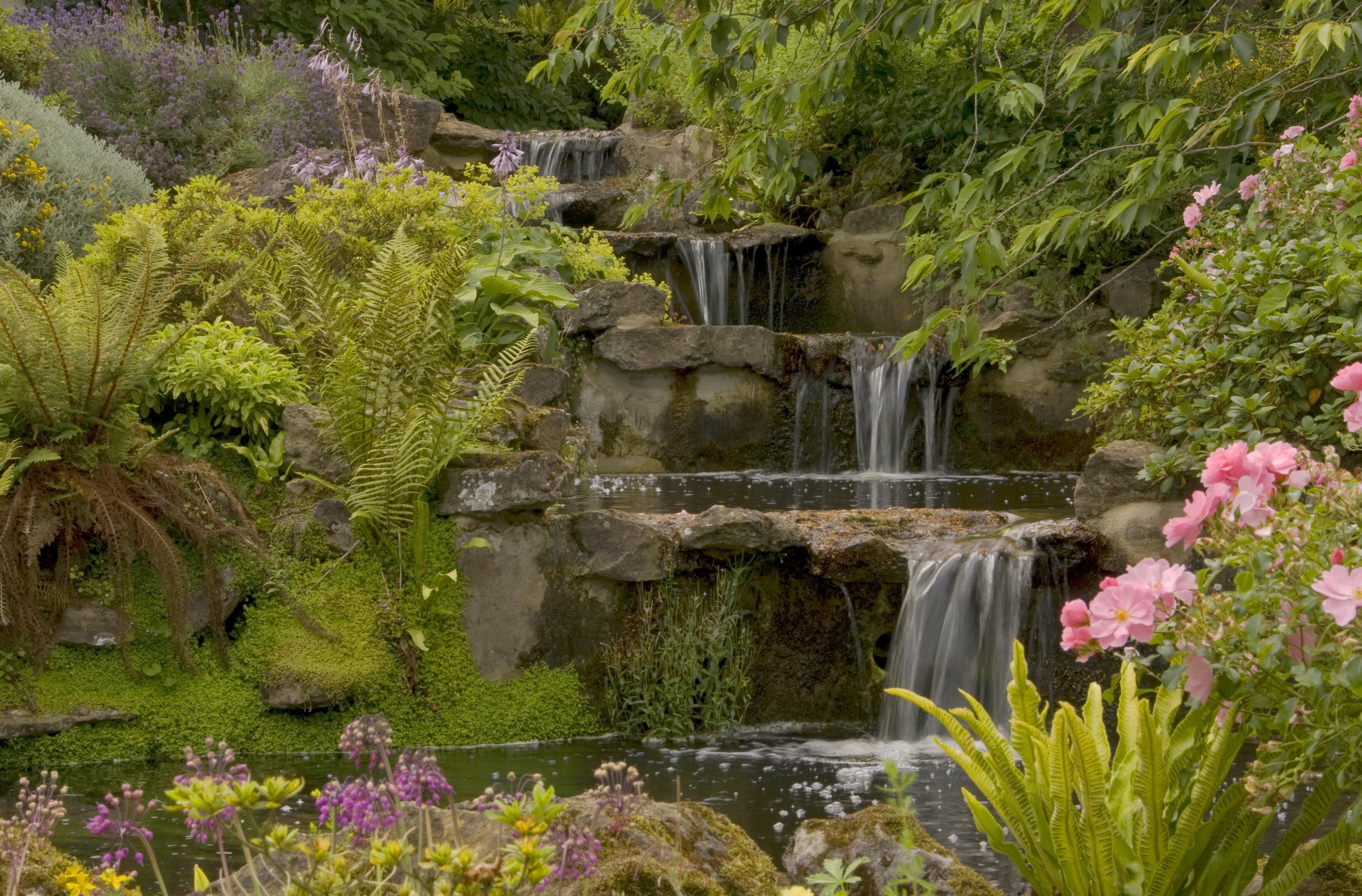 Tiered waterfall in a garden with pink roses and ferns HD Wallpaper