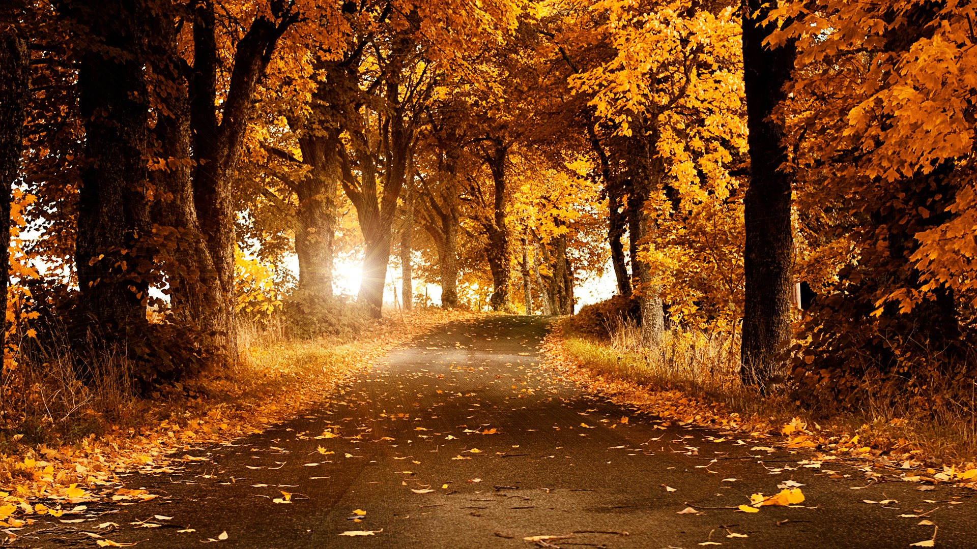 Autumn road lined with trees in fall foliage HD Wallpaper