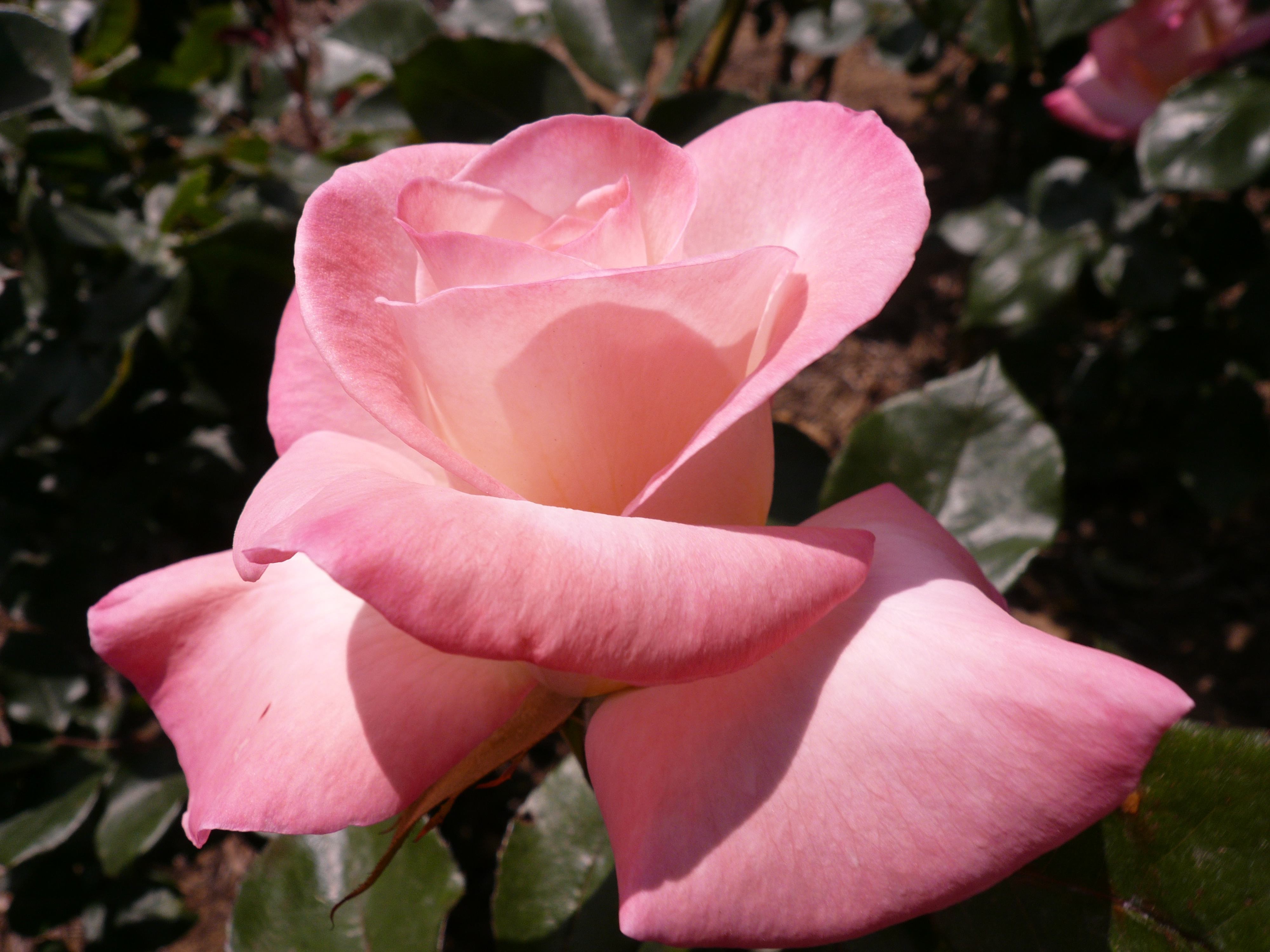 Pink Rose in Bloom HD Wallpaper