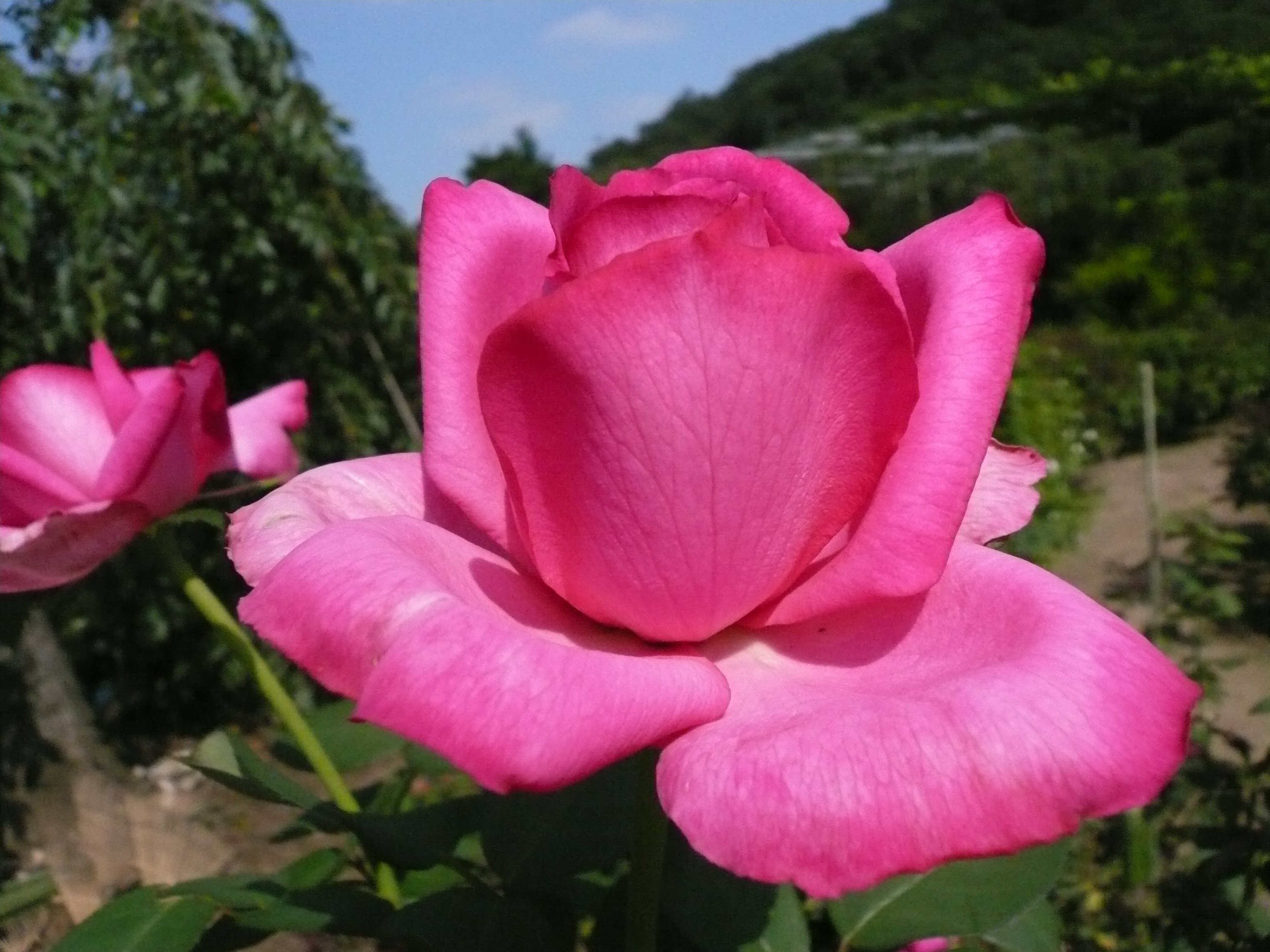 Pink Roses in a Garden HD Wallpaper