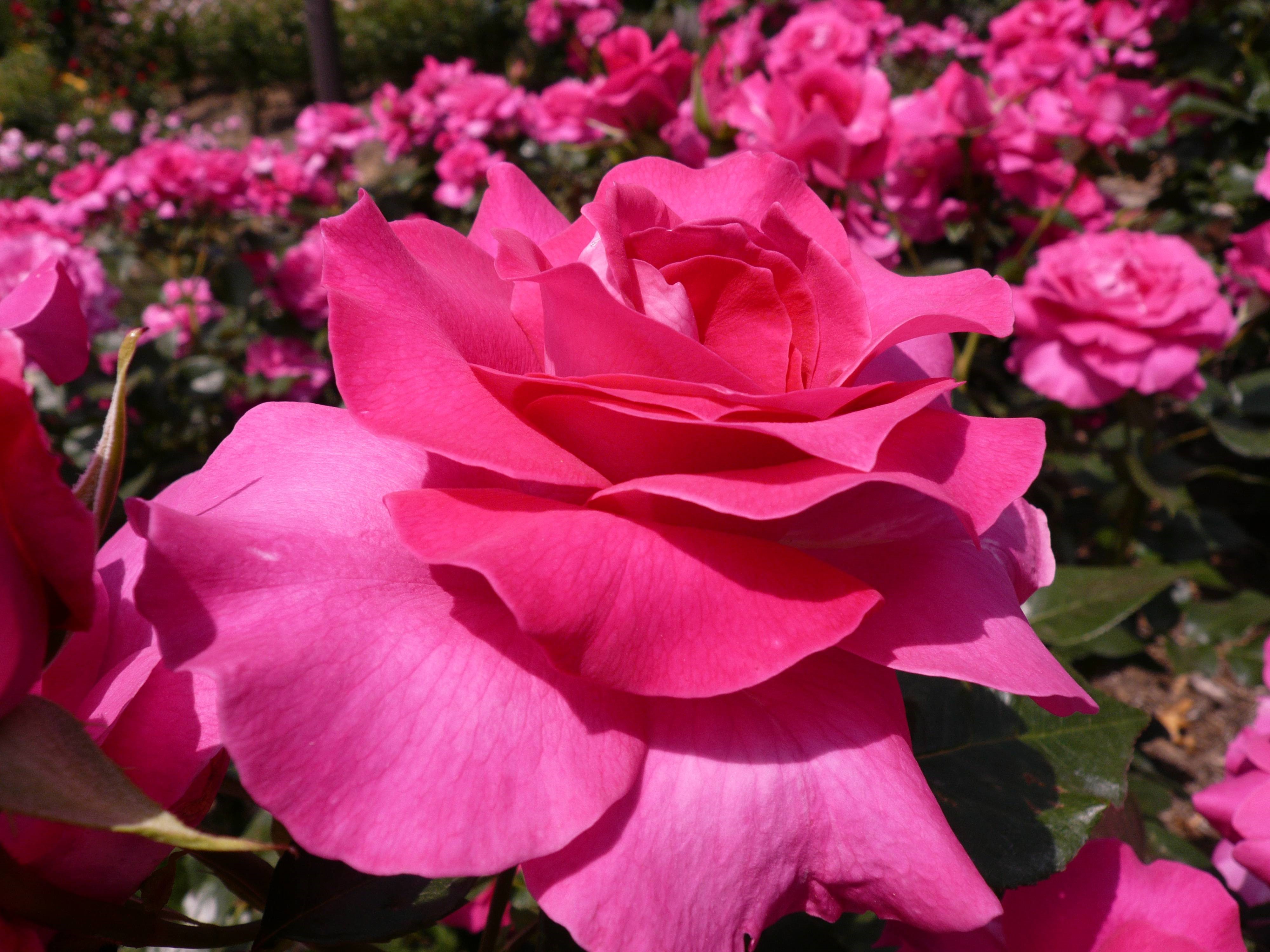 4K Pink Roses in Bloom HD Wallpaper
