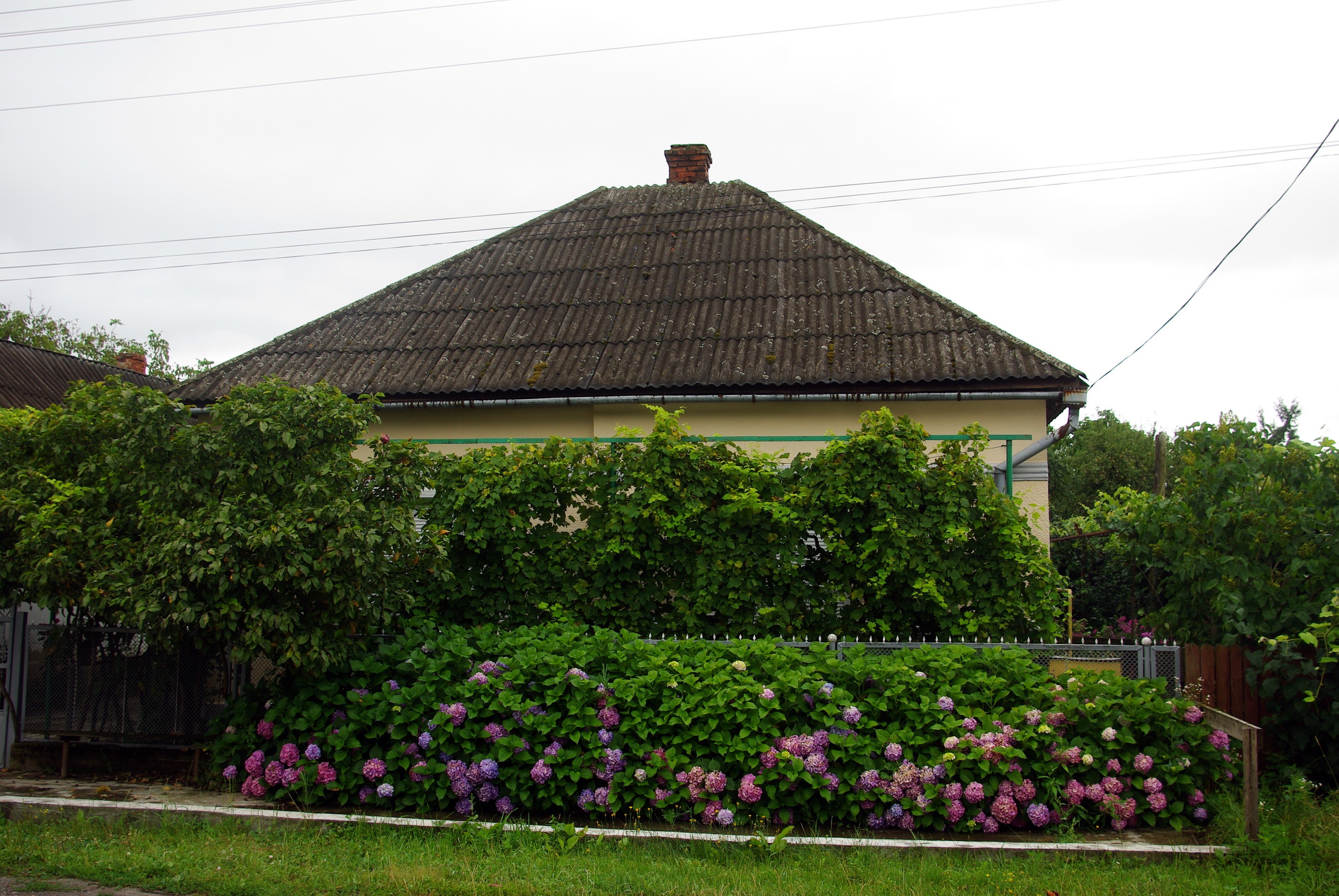 House with hydrangeas in Zakarpattia, Ukraine HD Wallpaper