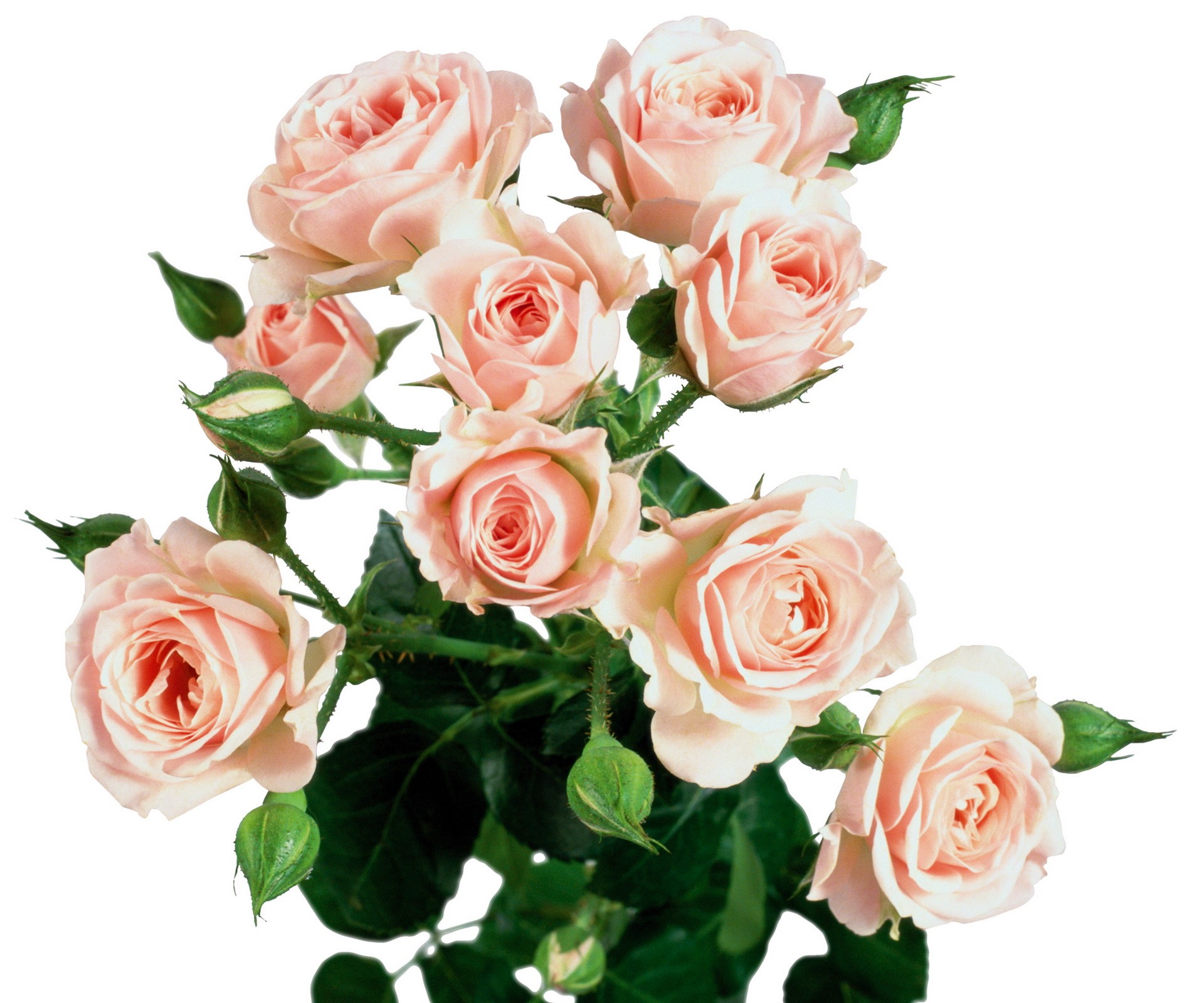Pink roses with green buds and leaves HD Wallpaper