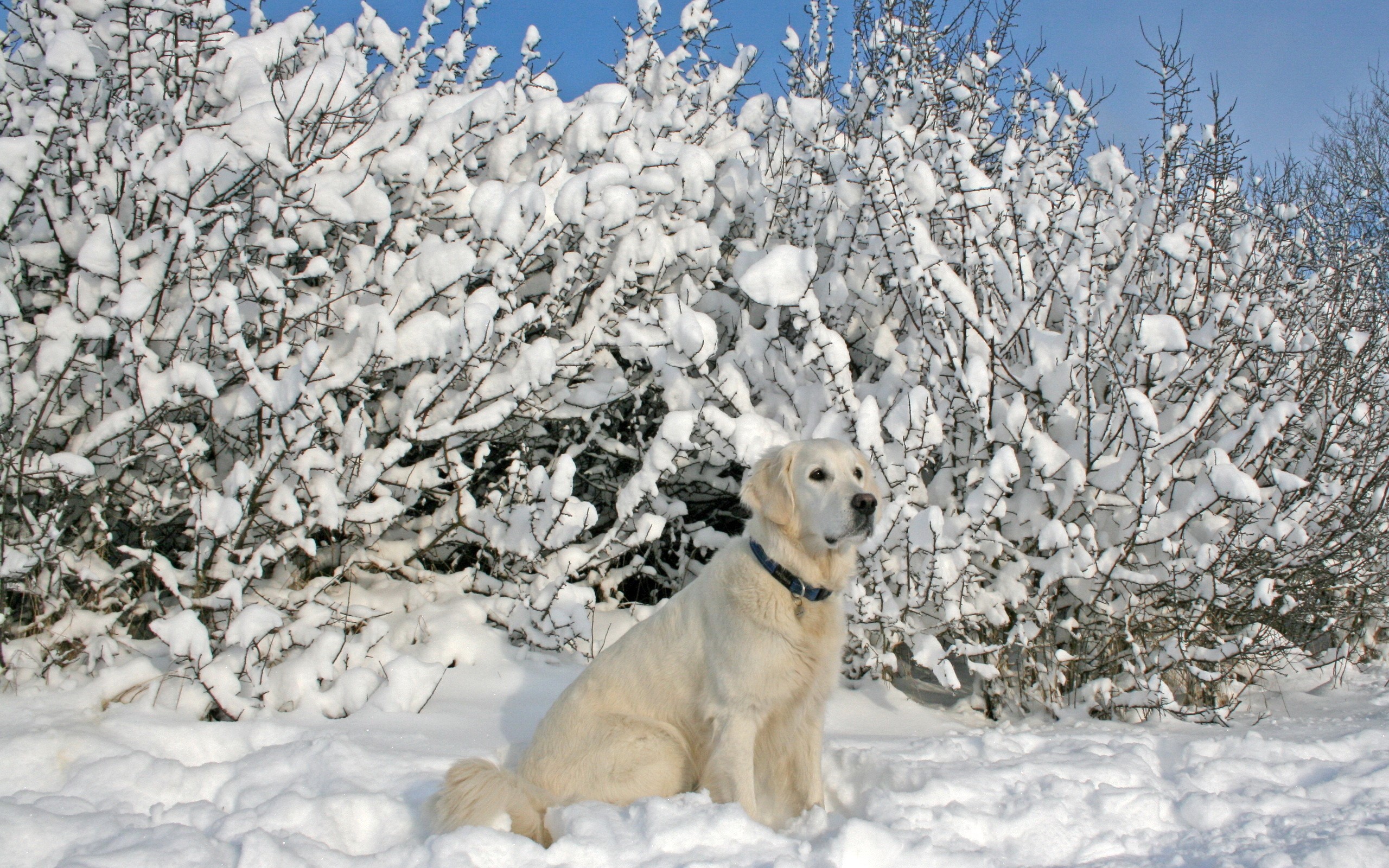 Golden Retriever dog sitting in the snow HD Wallpaper