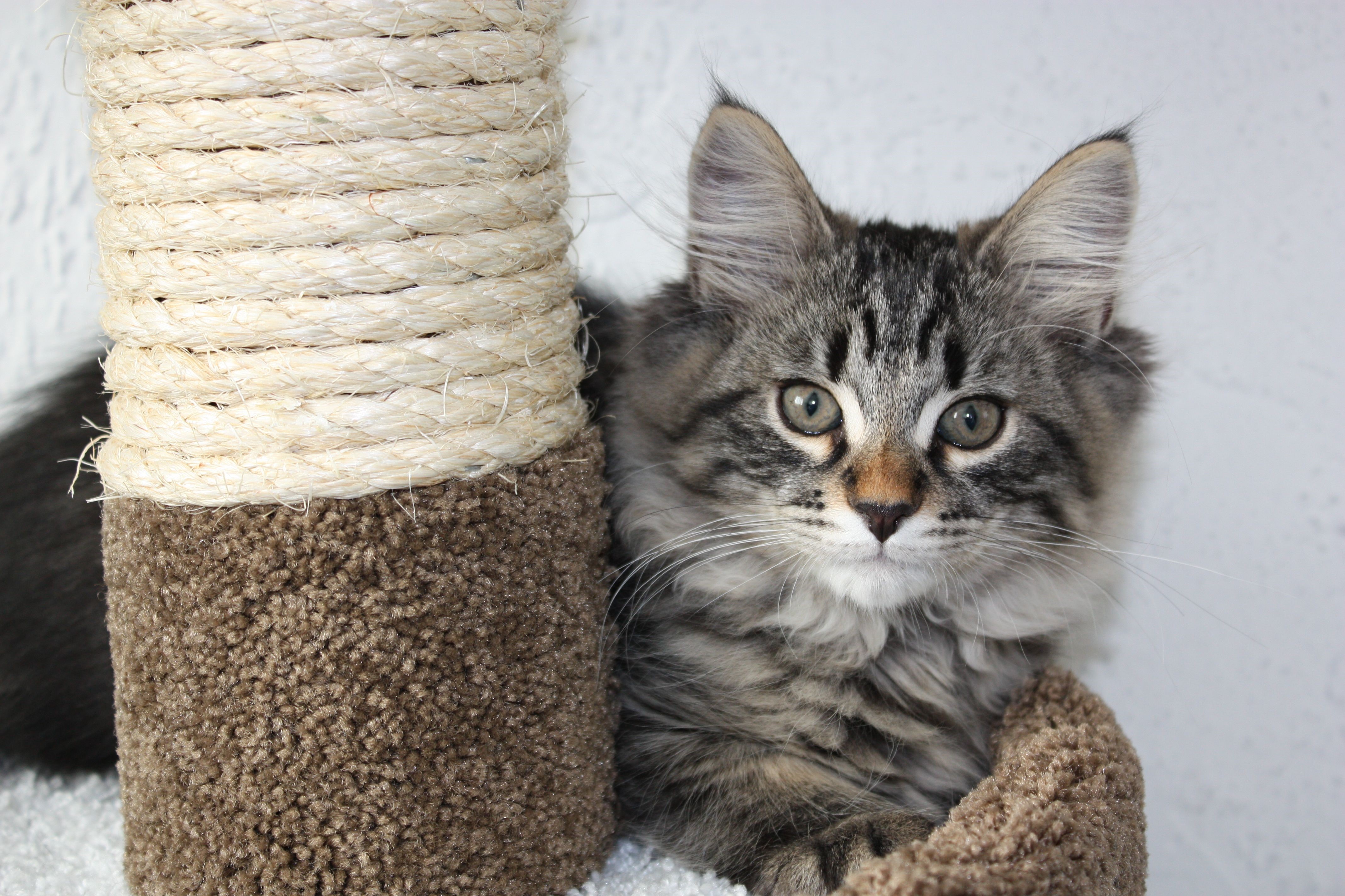 Kitten on a scratching post HD Wallpaper
