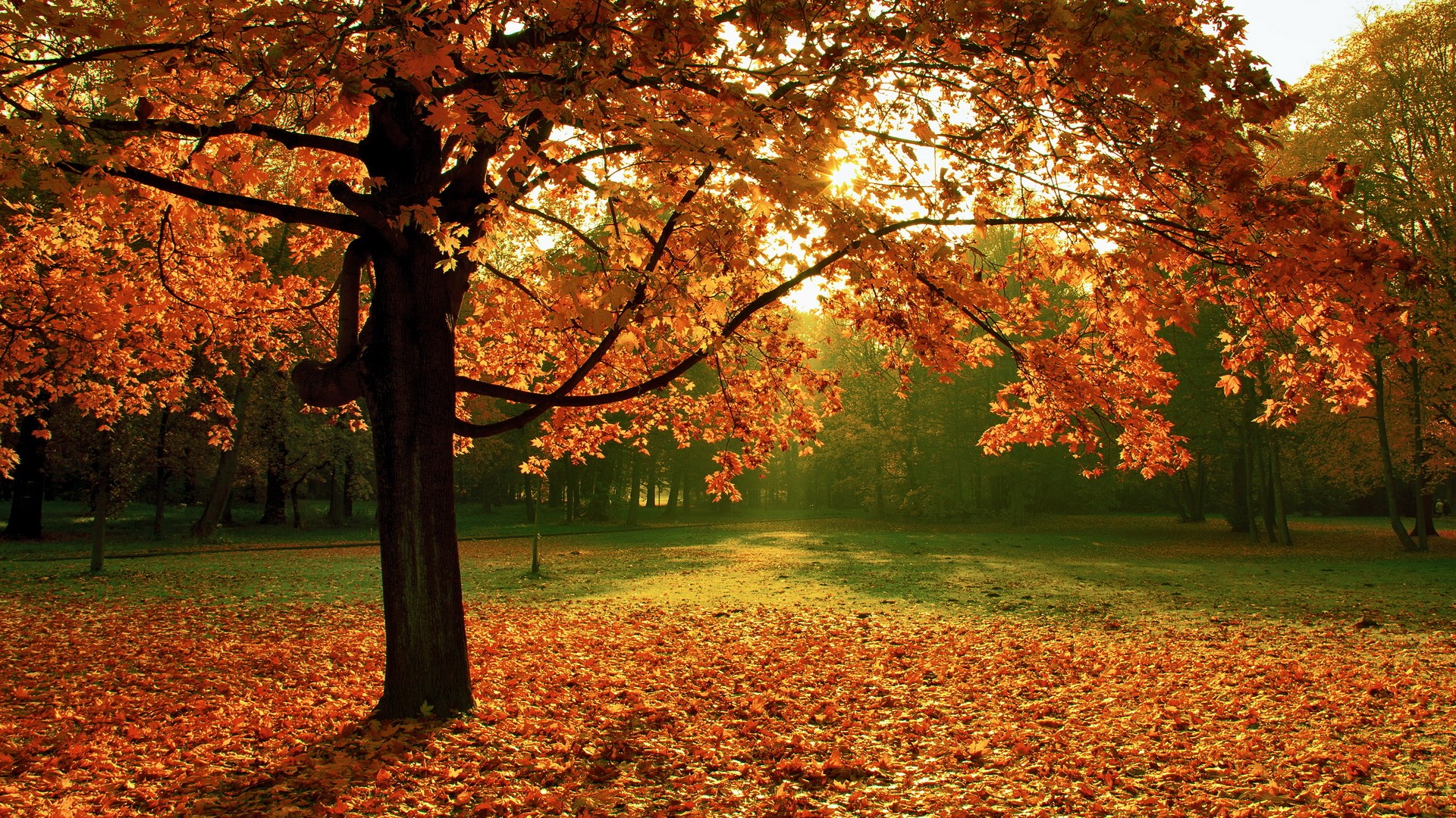 Autumn park with a tree covered in orange leaves HD Wallpaper