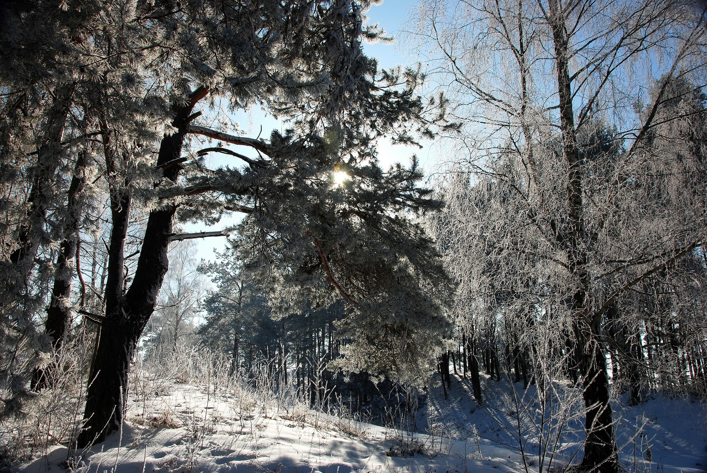 Winter forest with snow and frost on trees HD Wallpaper