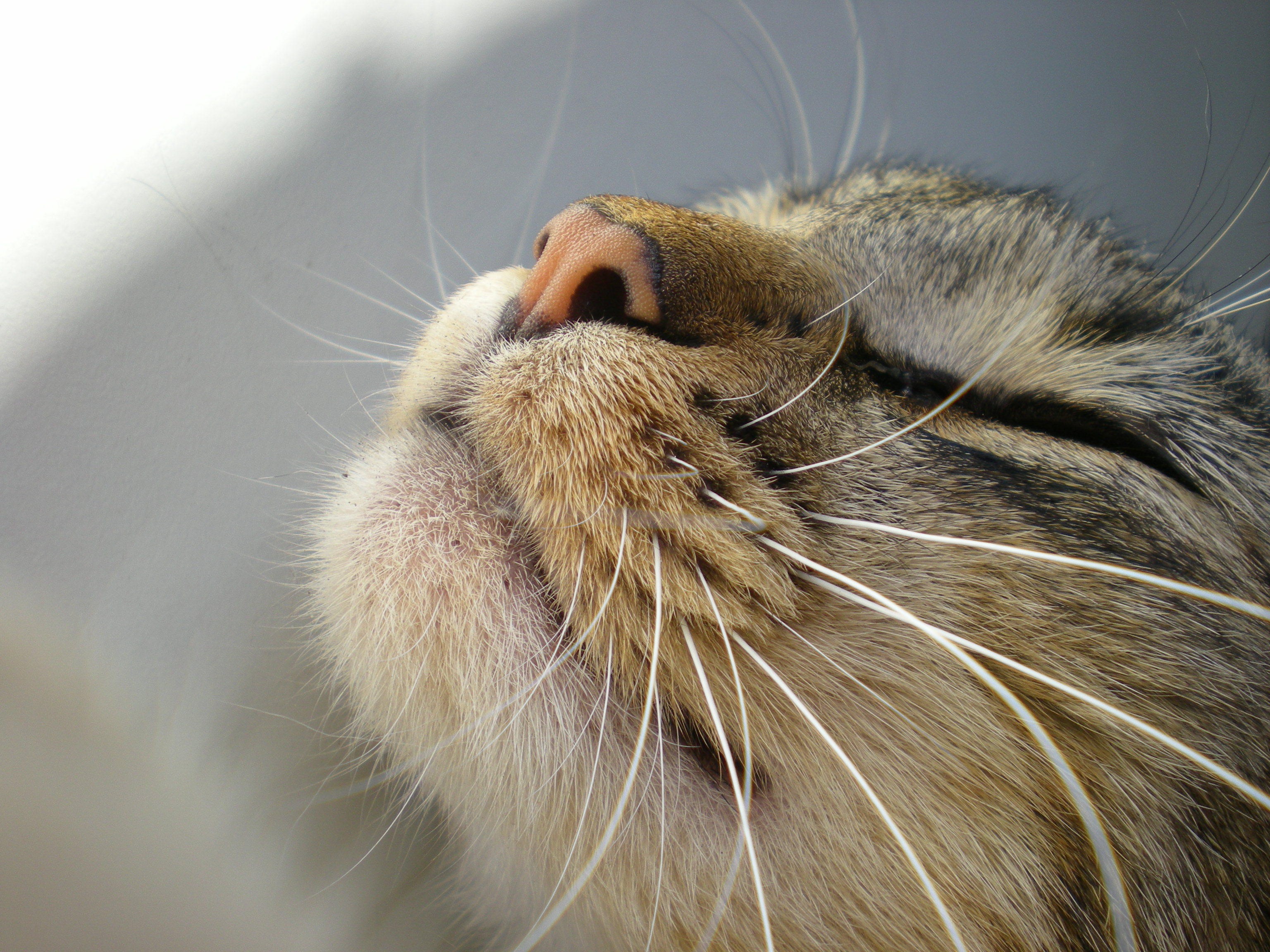 Close-up of a cat's nose and whiskers HD Wallpaper