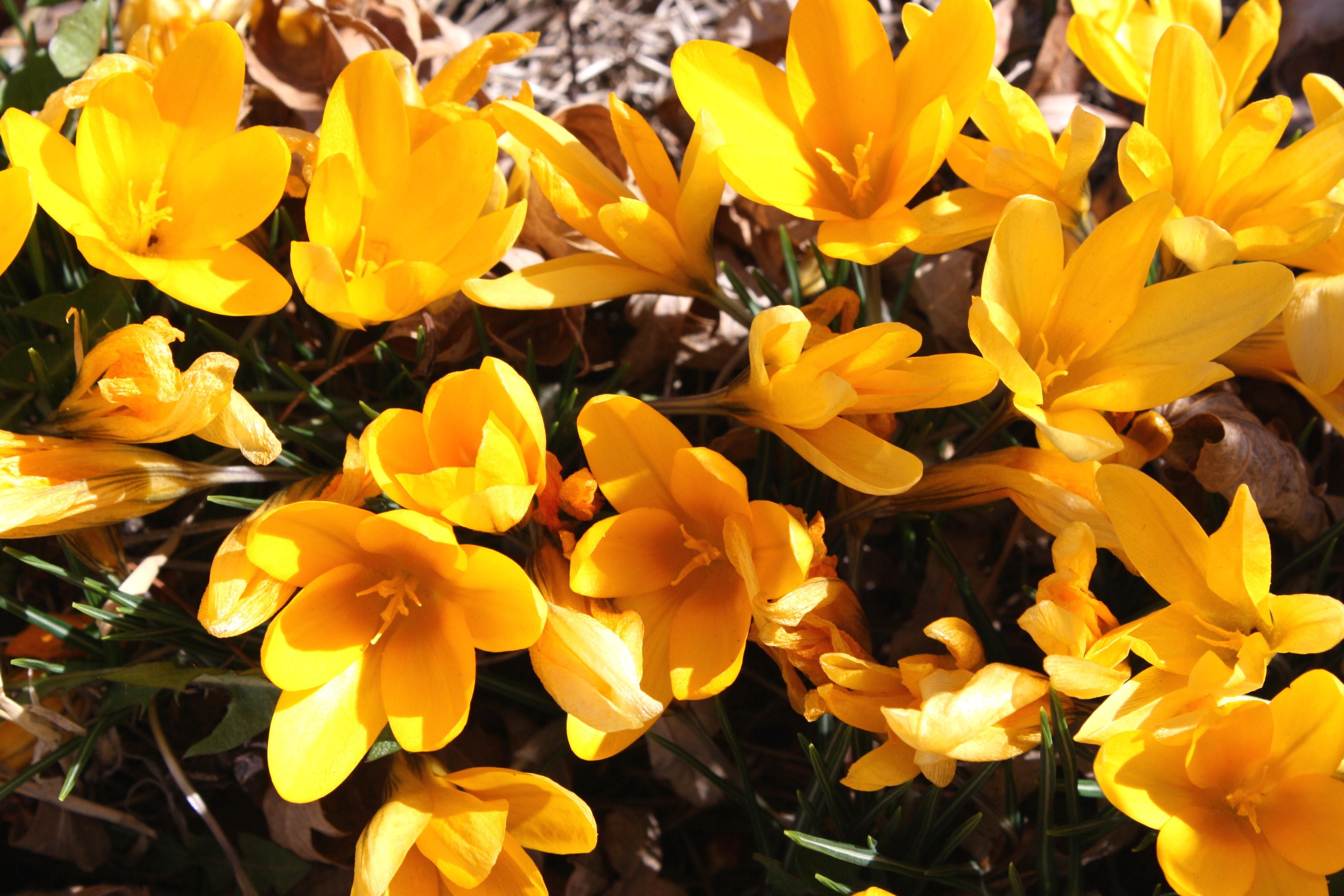 Yellow Crocuses in Sunlight HD Wallpaper