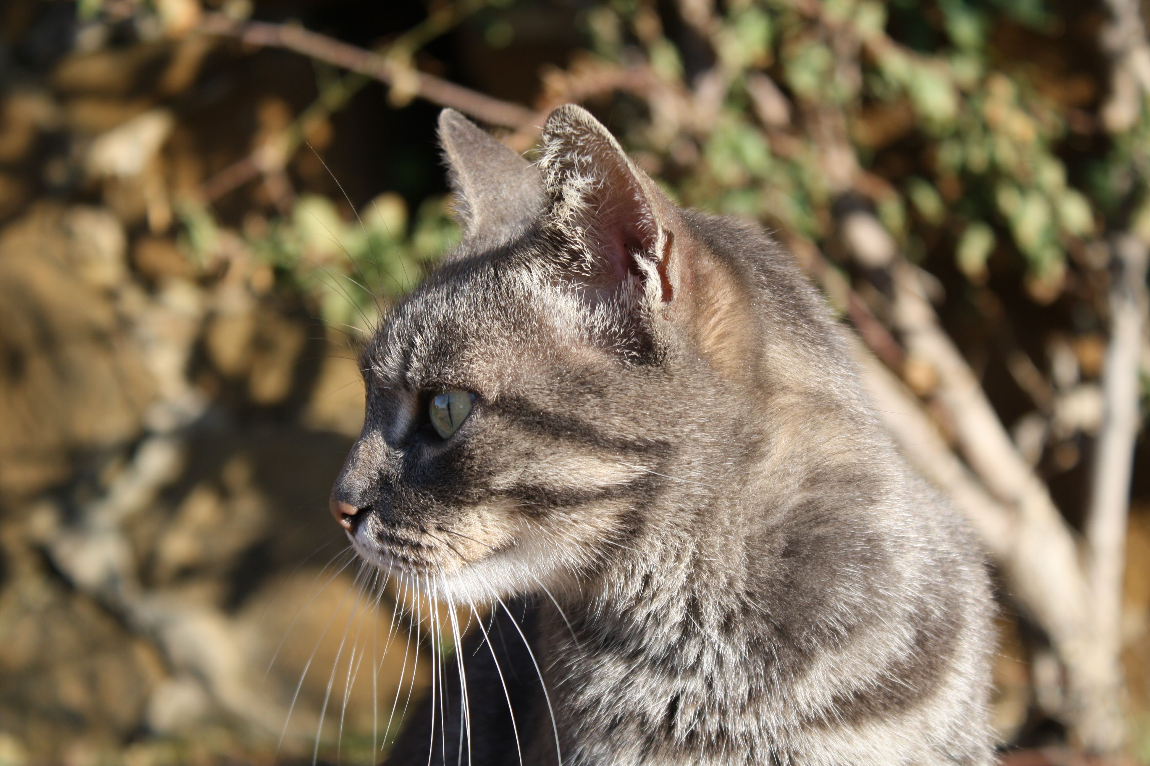4K Cat HD Wallpaper