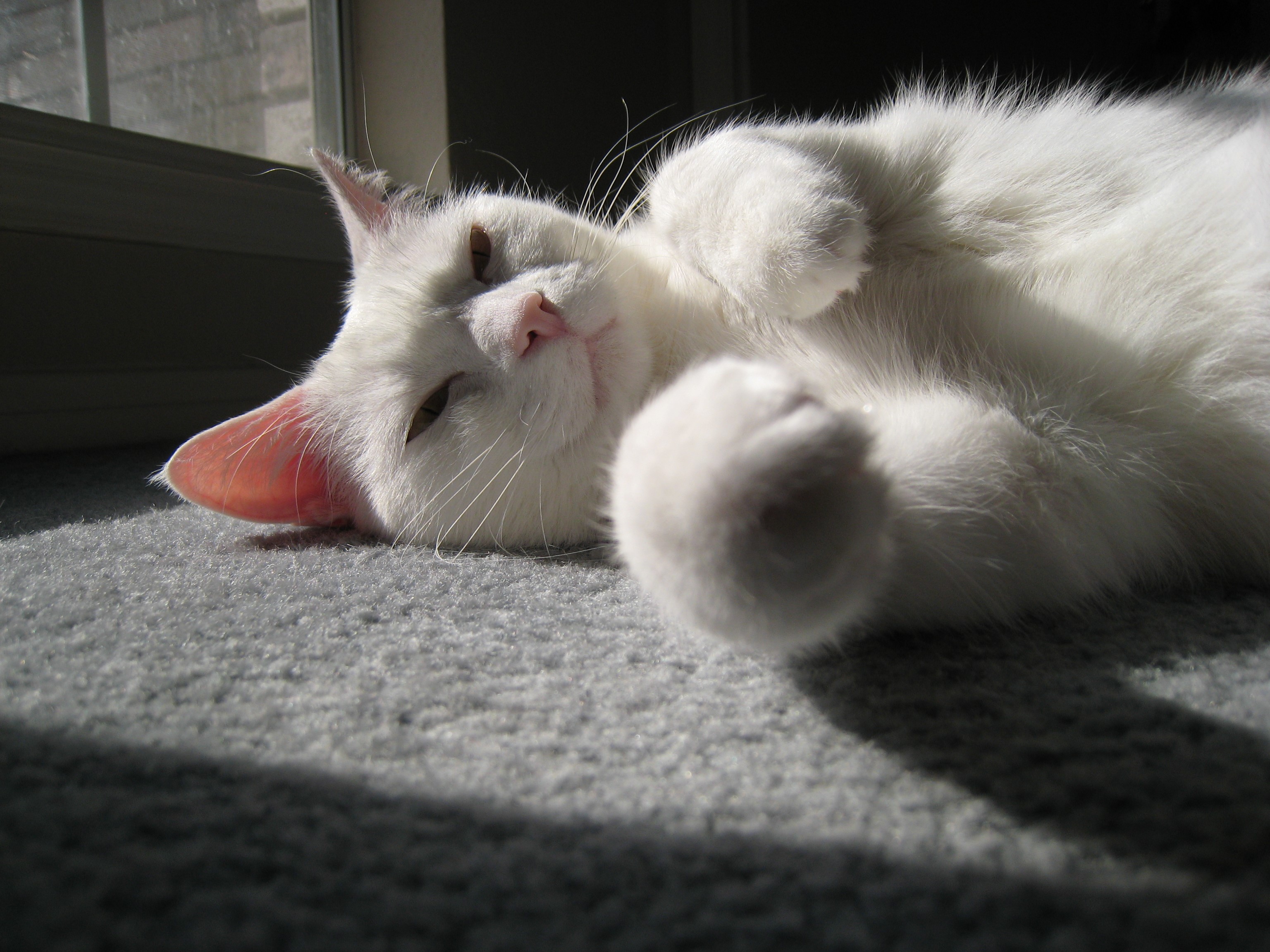 White cat lying on a carpet in sunlight HD Wallpaper