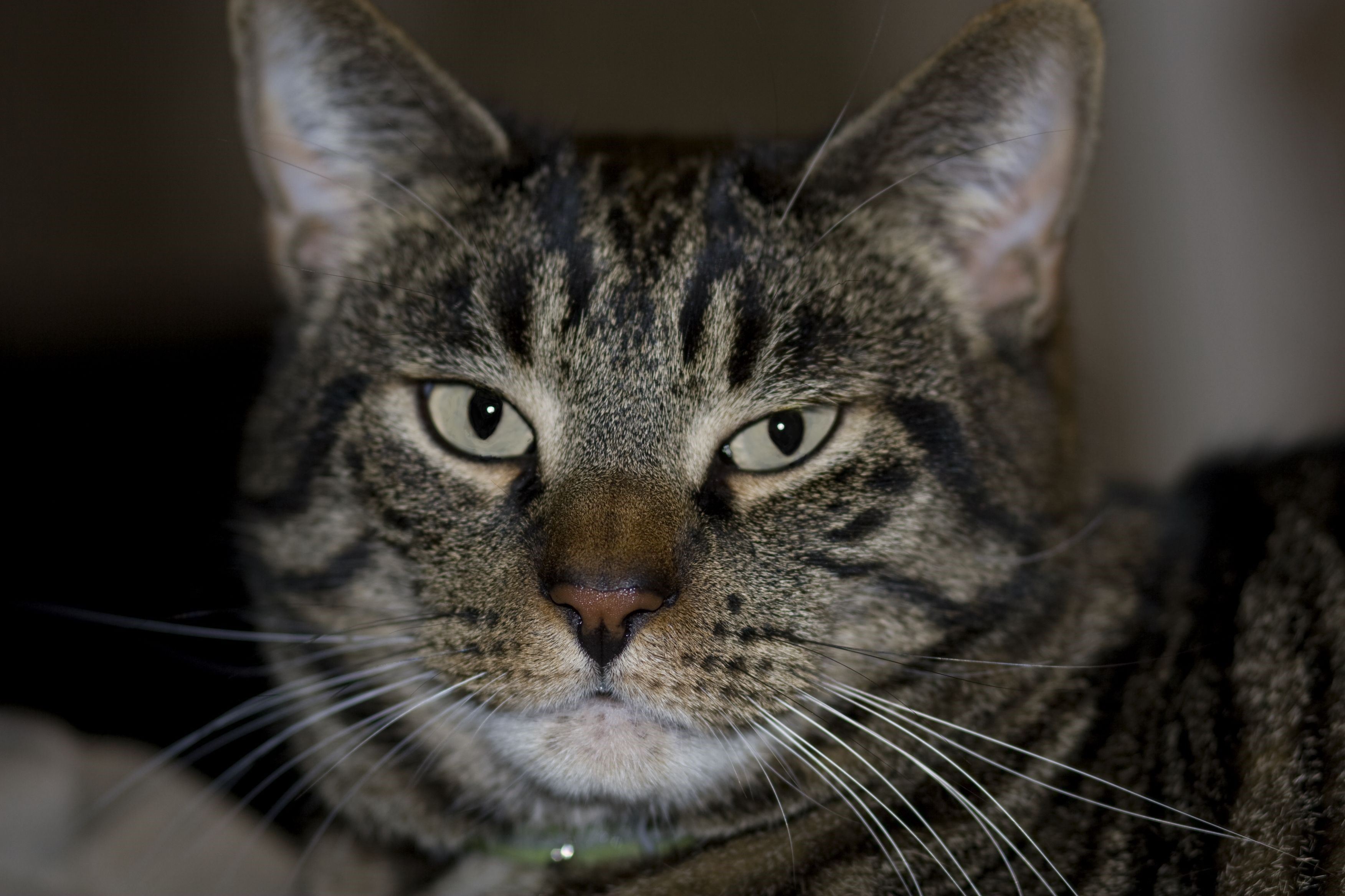 Close-up of a tabby cat's face HD Wallpaper