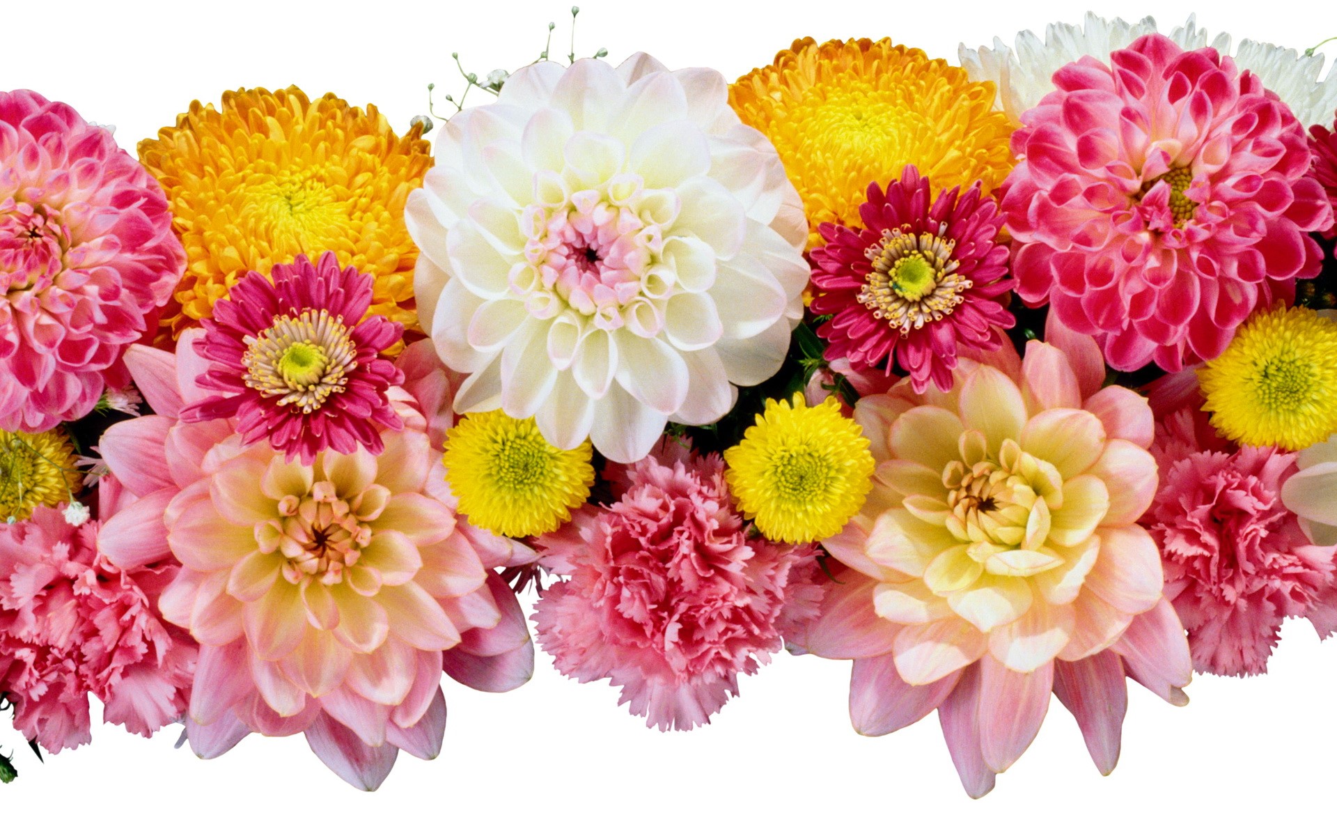 Assortment of Dahlias and Chrysanthemums HD Wallpaper