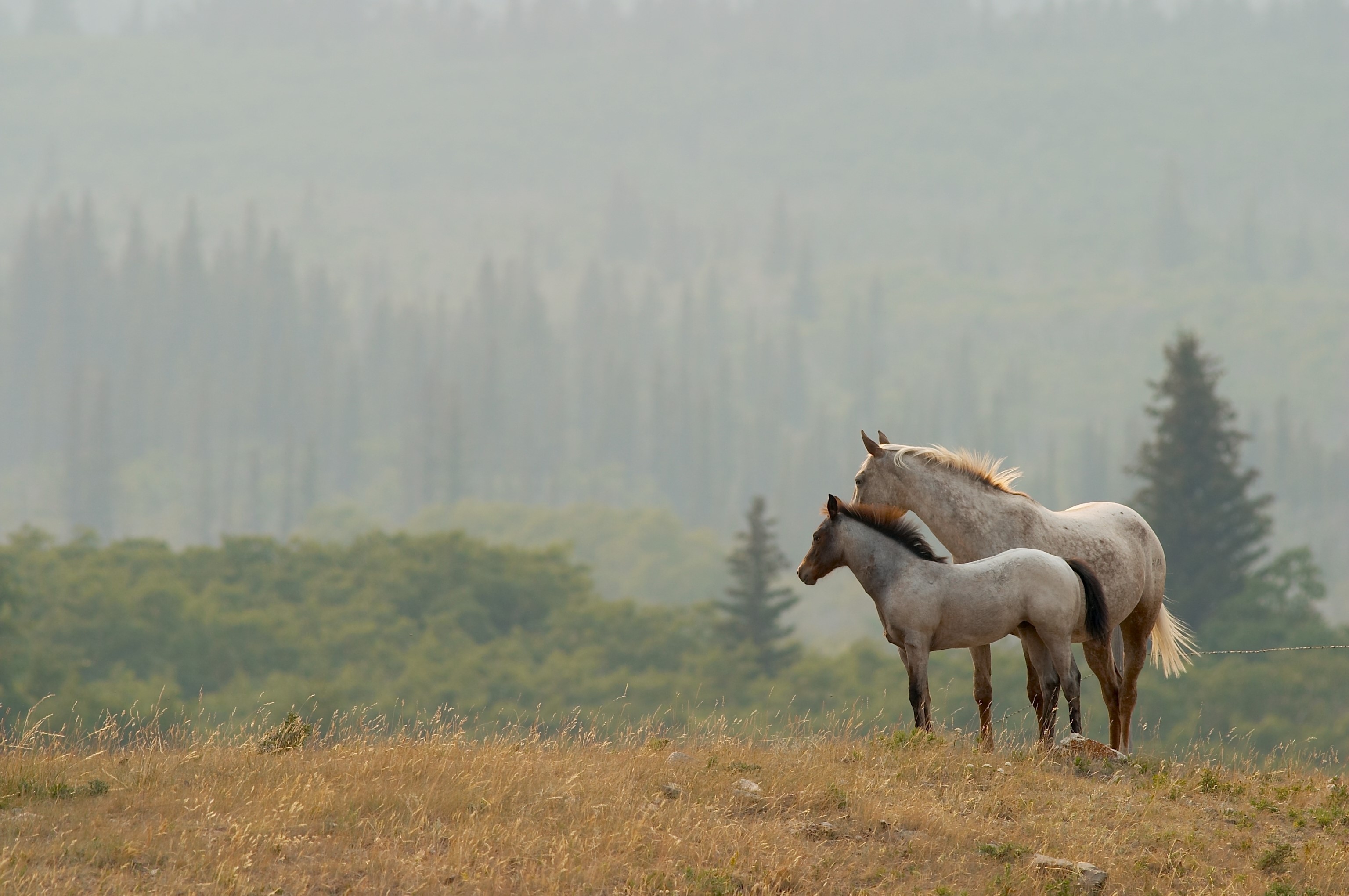 Mother and foal horses on a grassy hill HD Wallpaper