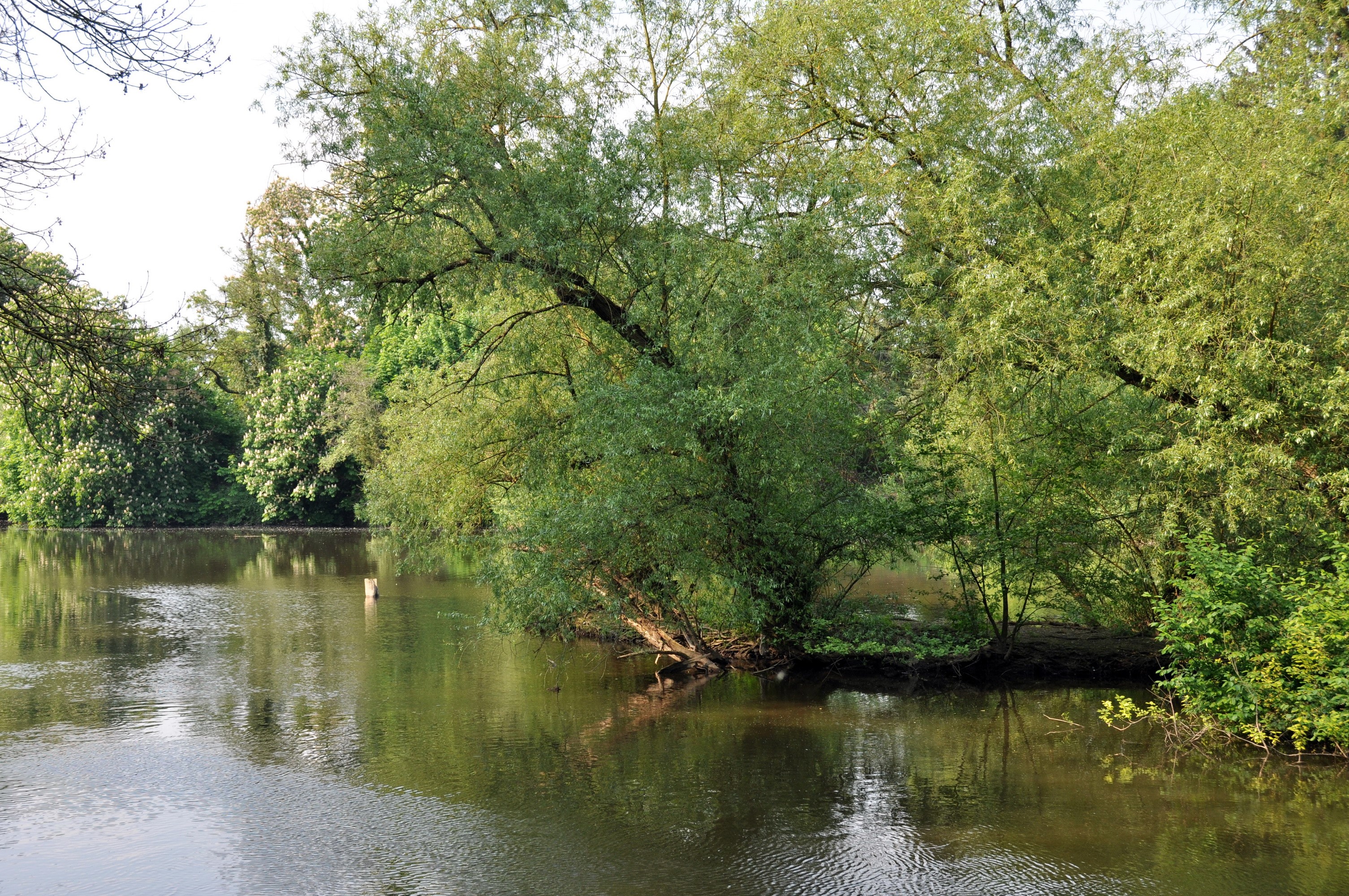 Trees overhanging a calm river HD Wallpaper
