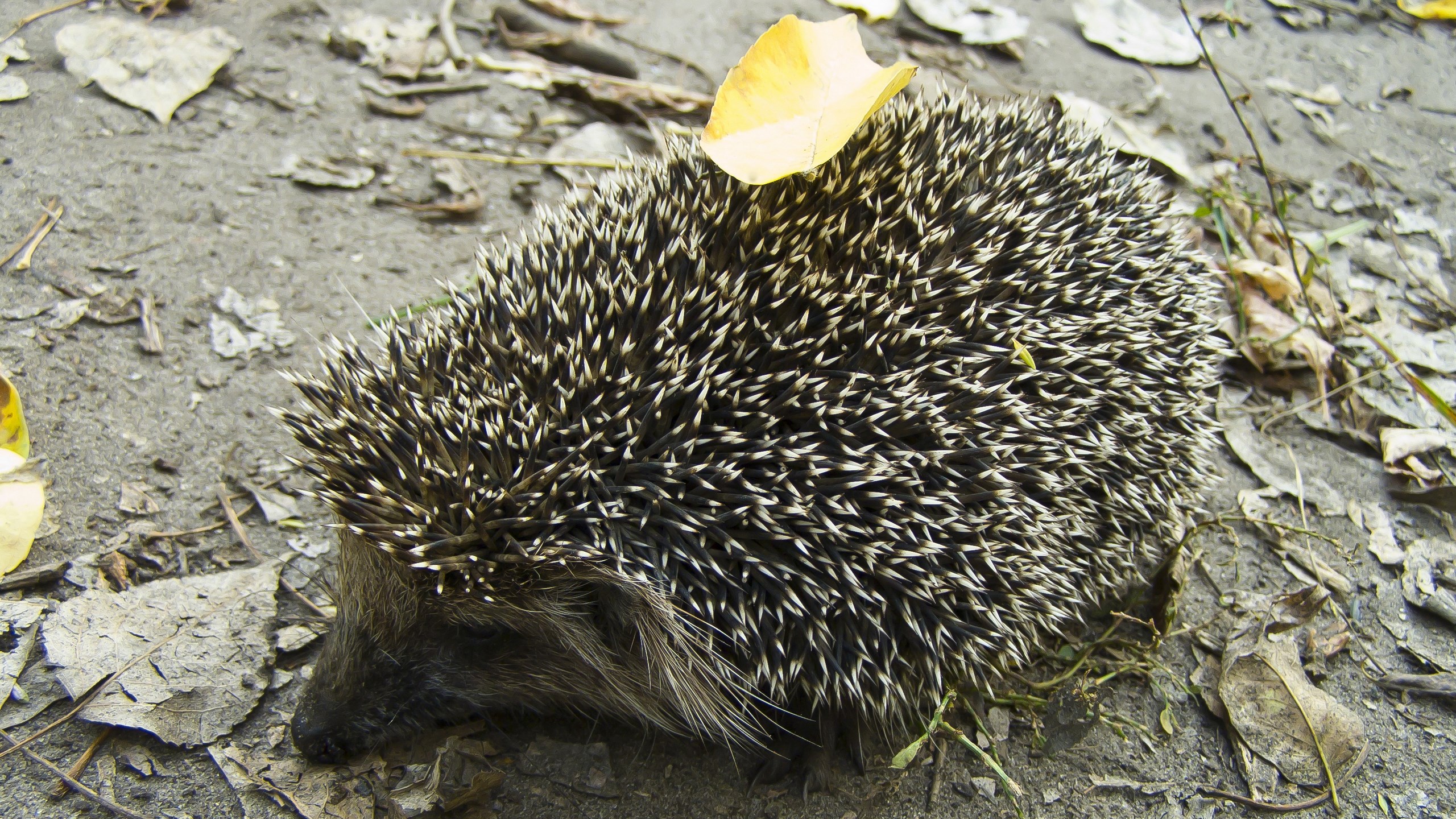 Hedgehog with a yellow leaf on its back HD Wallpaper