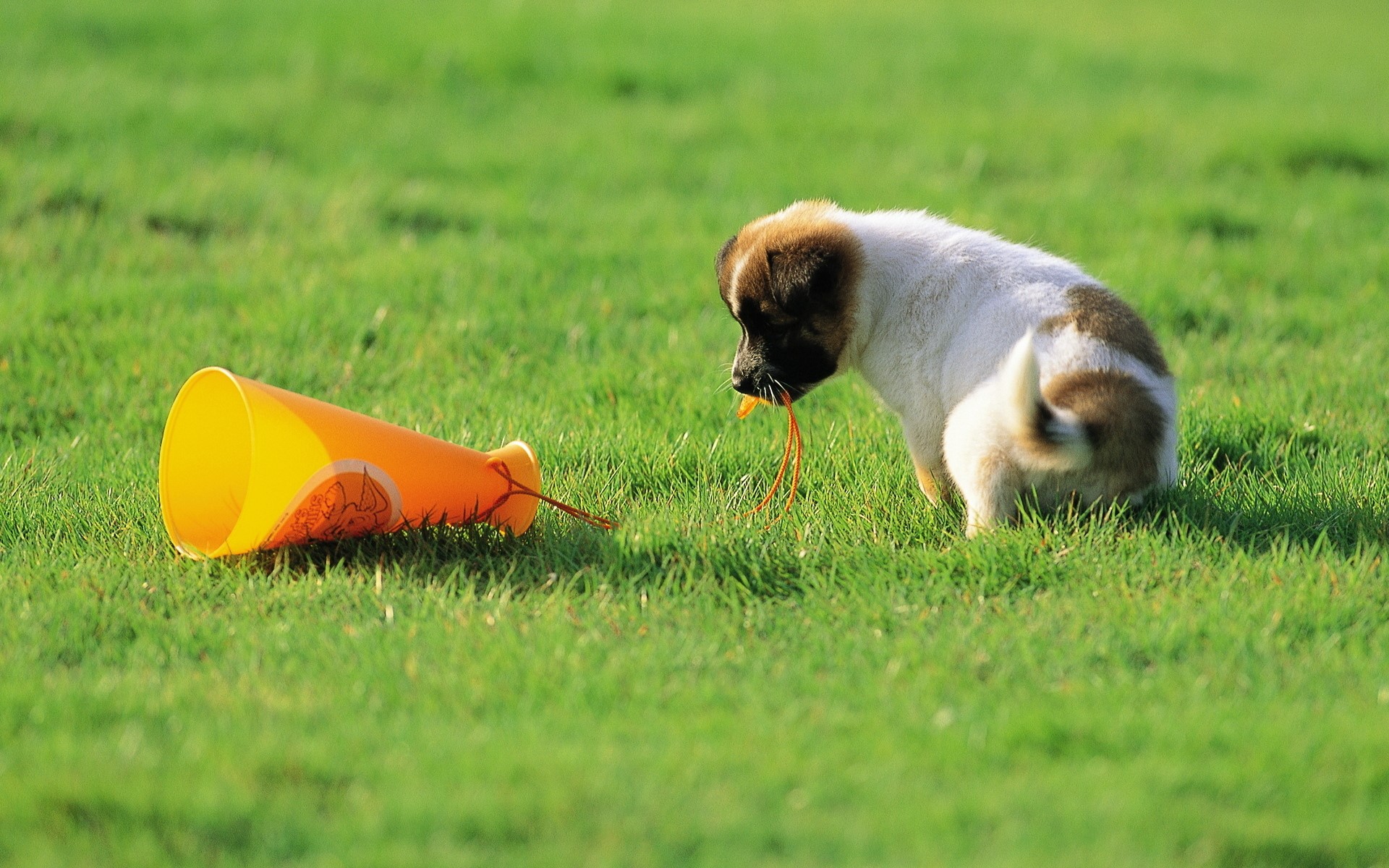 Puppy playing with a toy on grass HD Wallpaper