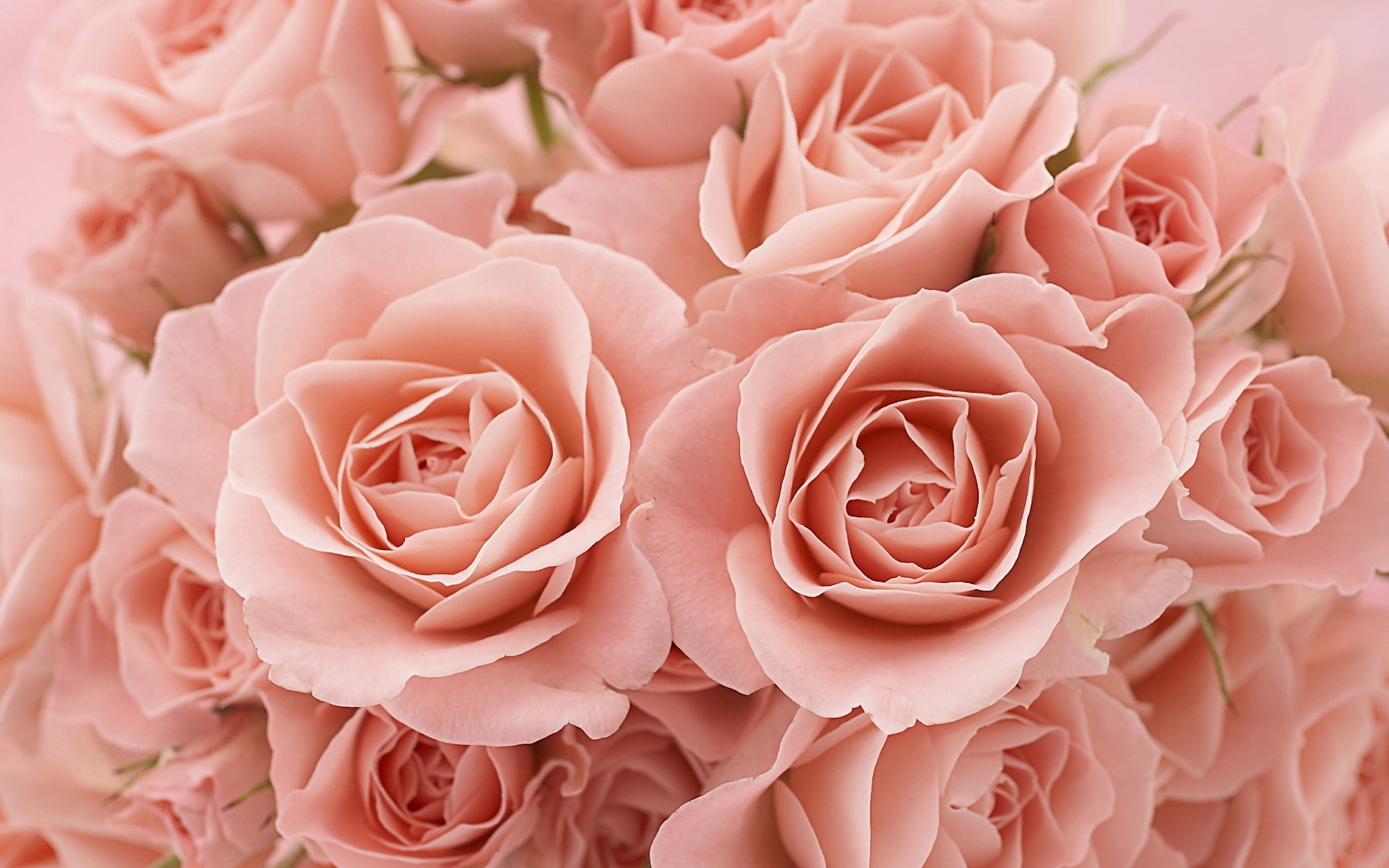 A close-up of a bouquet of soft pink roses HD Wallpaper